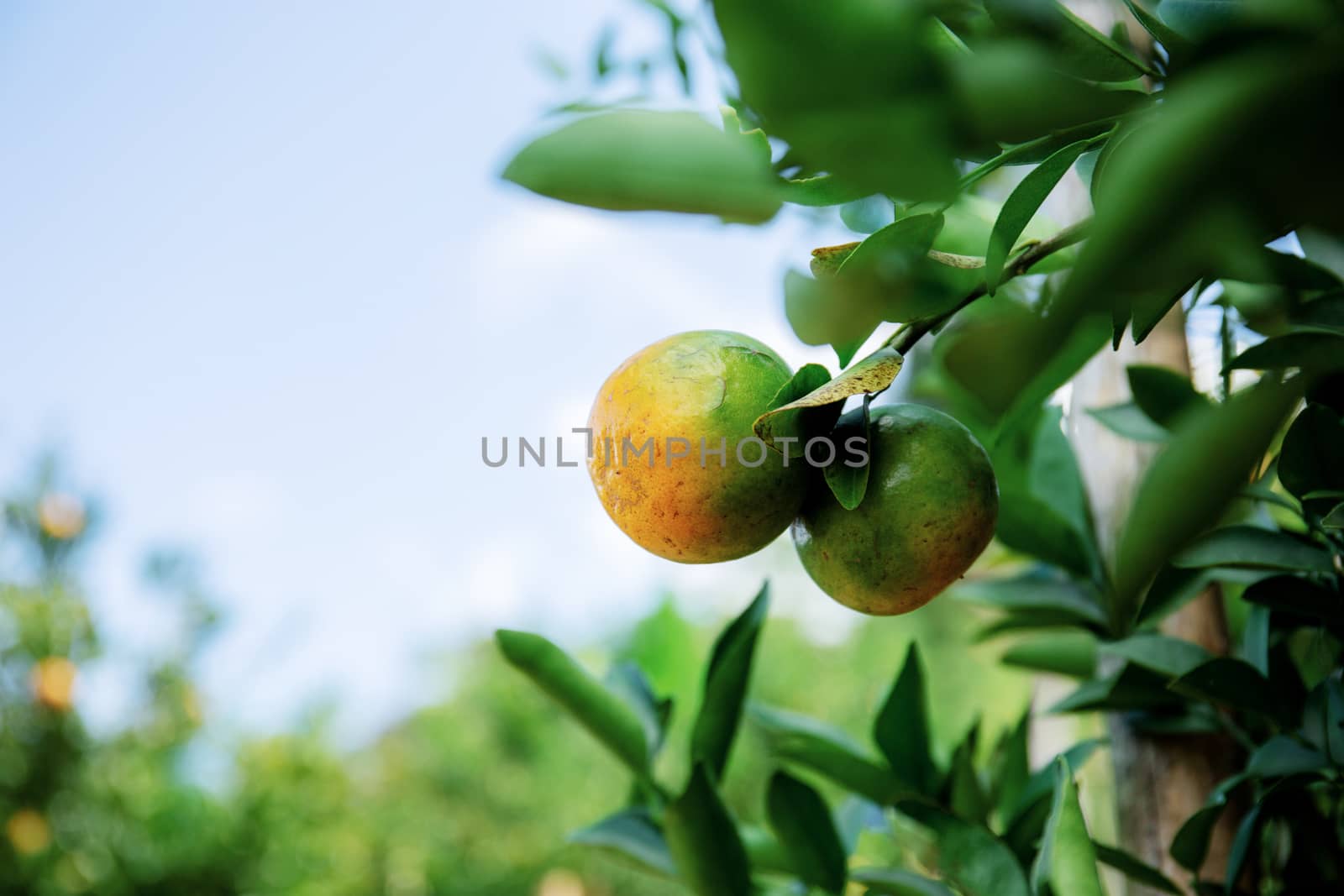 Orange on tree in farm with the sky.