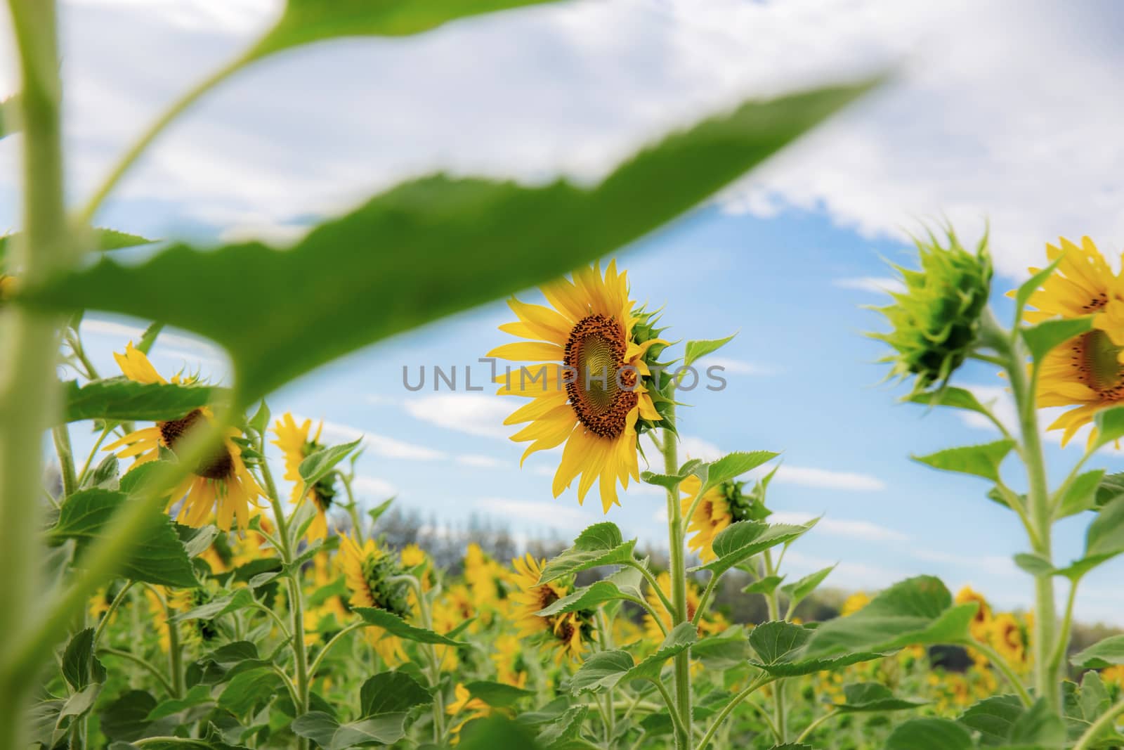 Sunflower at blue sky in winter. by start08