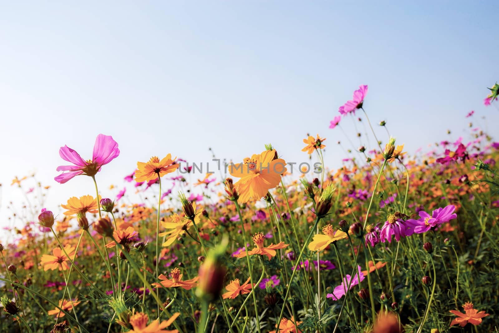 Cosmos of dries with the colorful at sky.