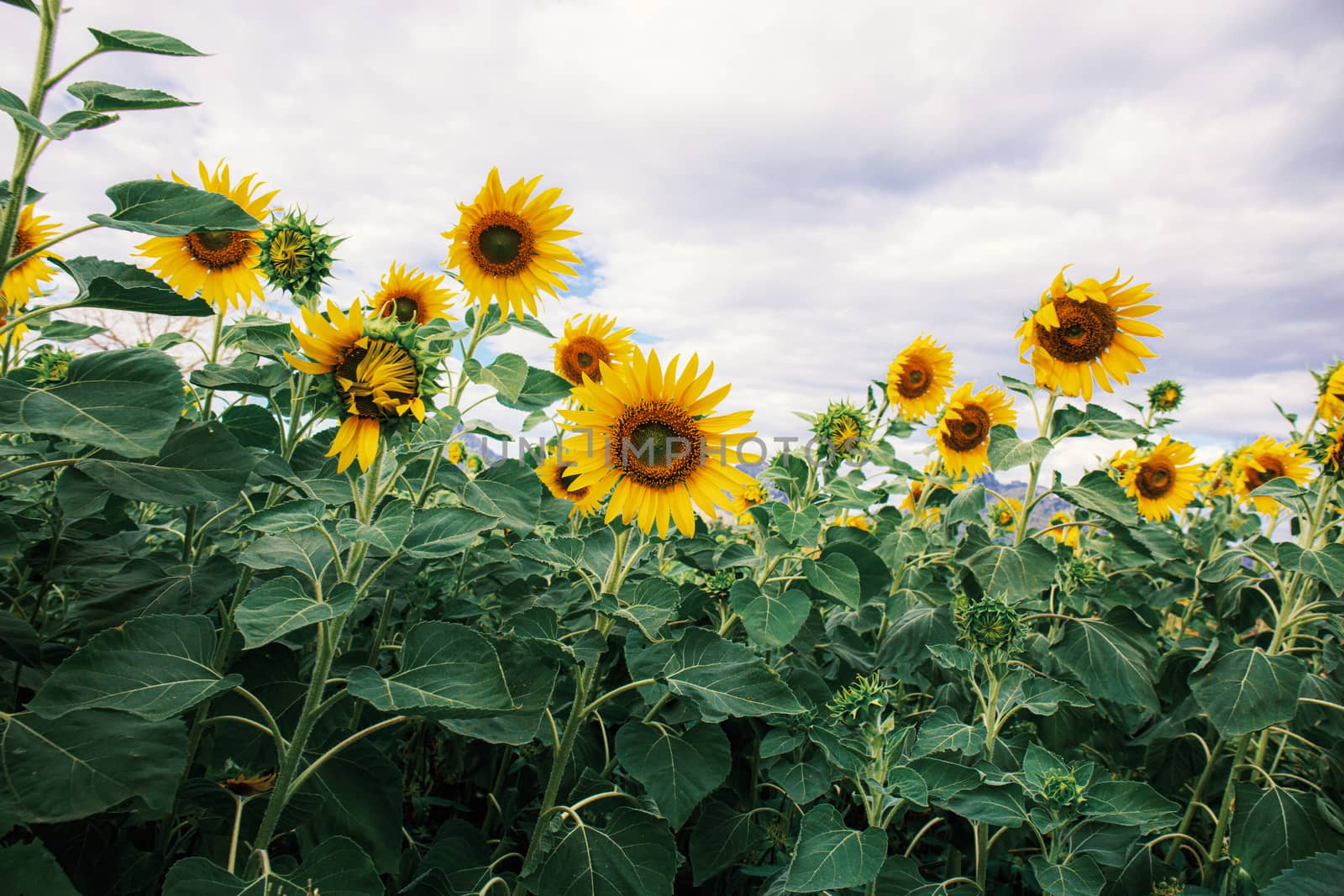 Sunflower with beautiful at sky. by start08