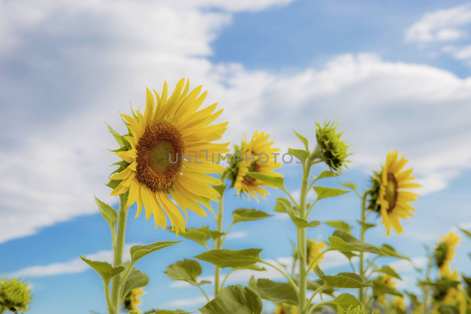 Sunflower with the beautiful at blue sky in winter.