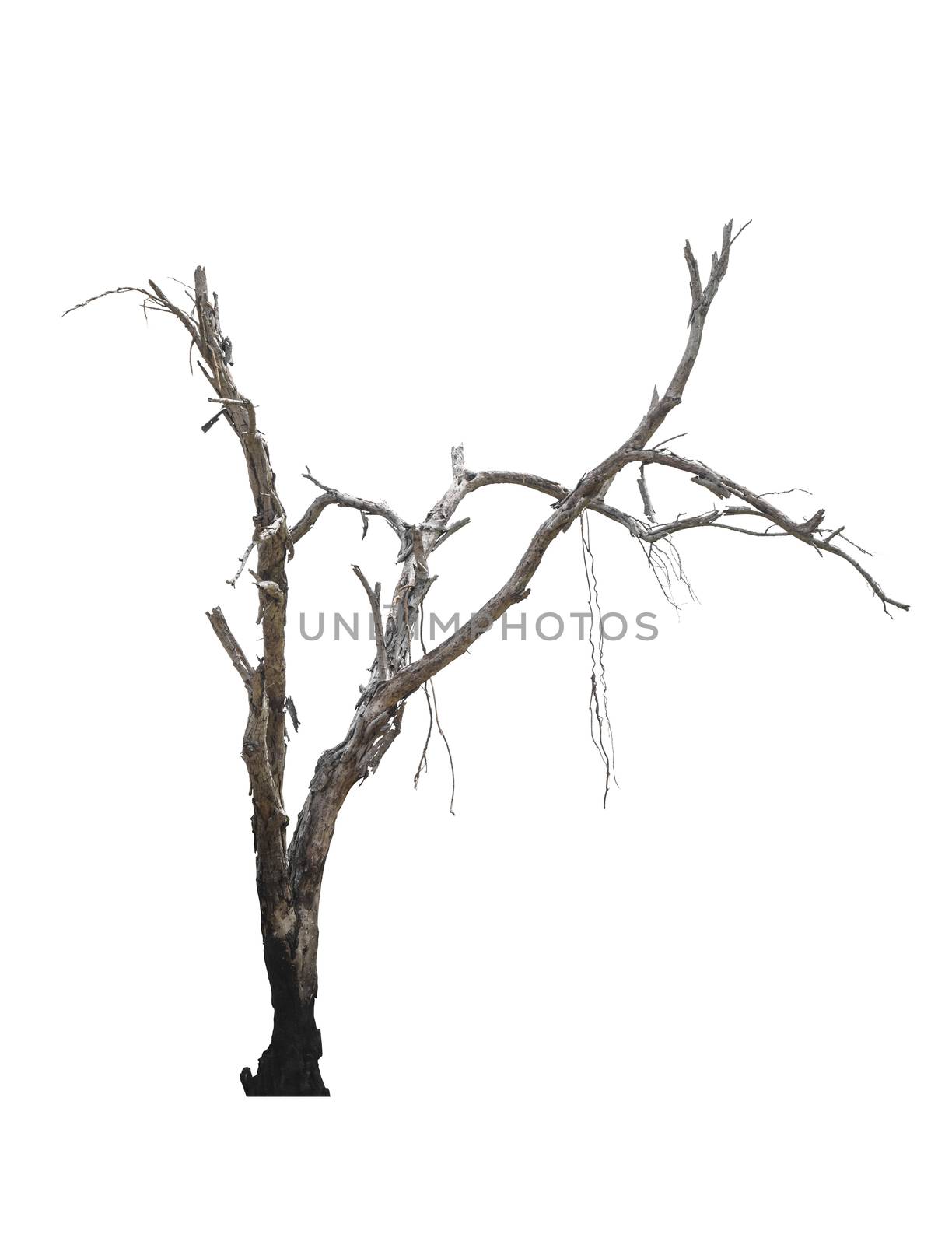 Dead tree isolated on white background