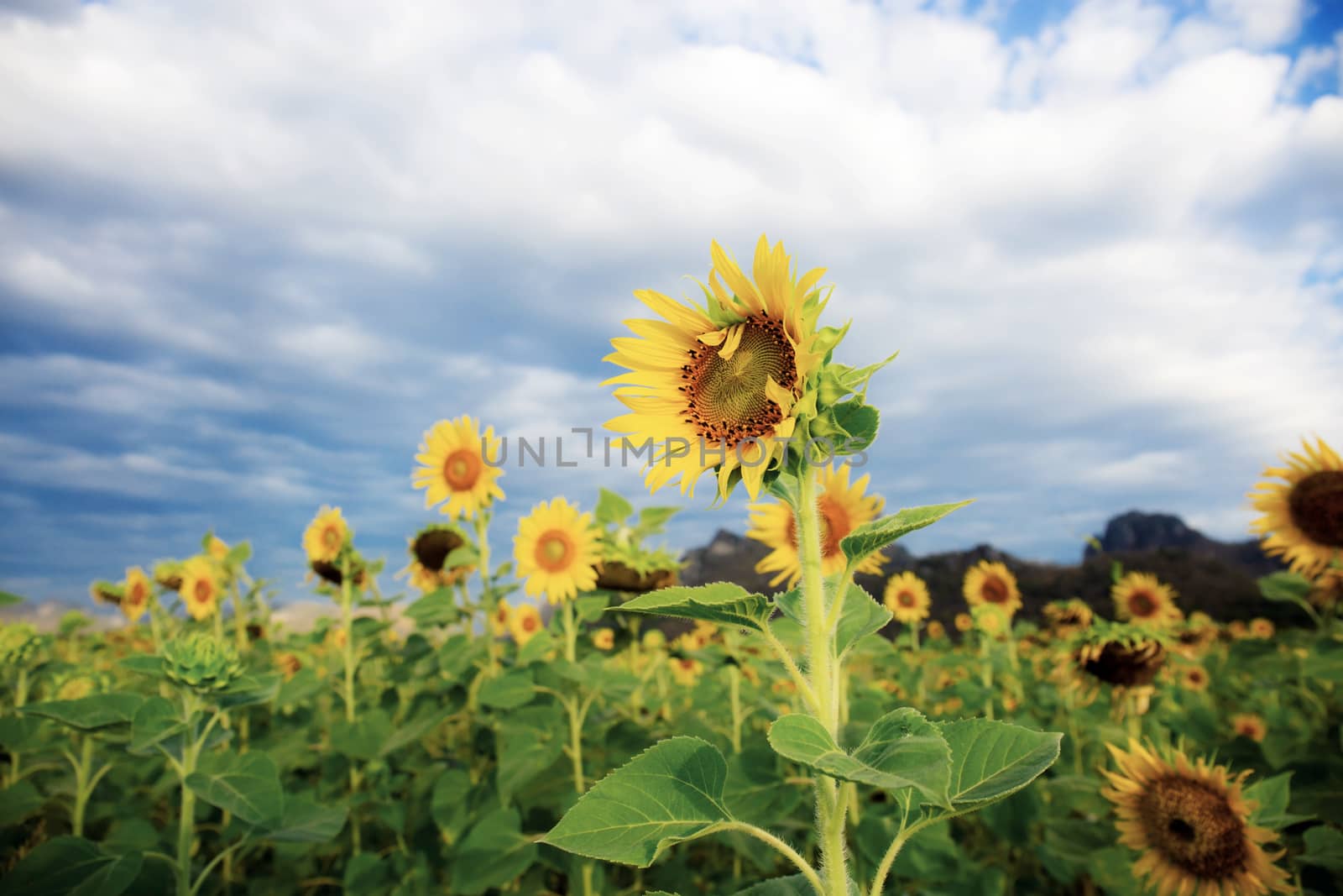 Sunflower with the sky. by start08