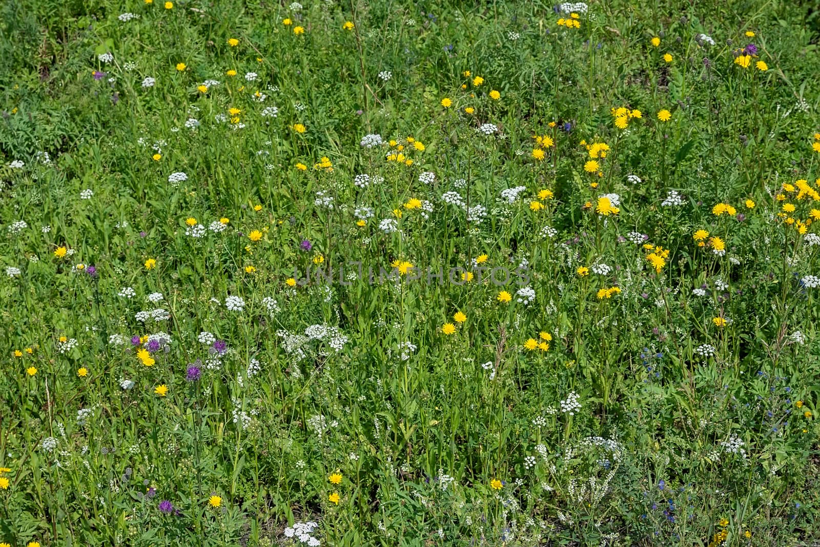 View, background of a green meadow with various grasses. Chamomile, yarrow, Carduus, Thistle