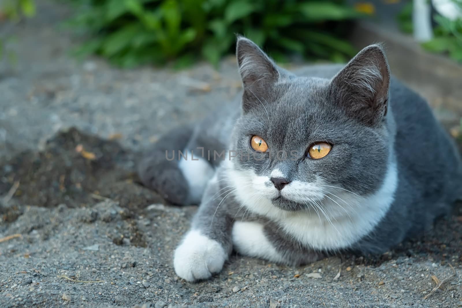 a grey kitten of mixed British breed with a white color and yellow eyes lies on the sand in the nature
