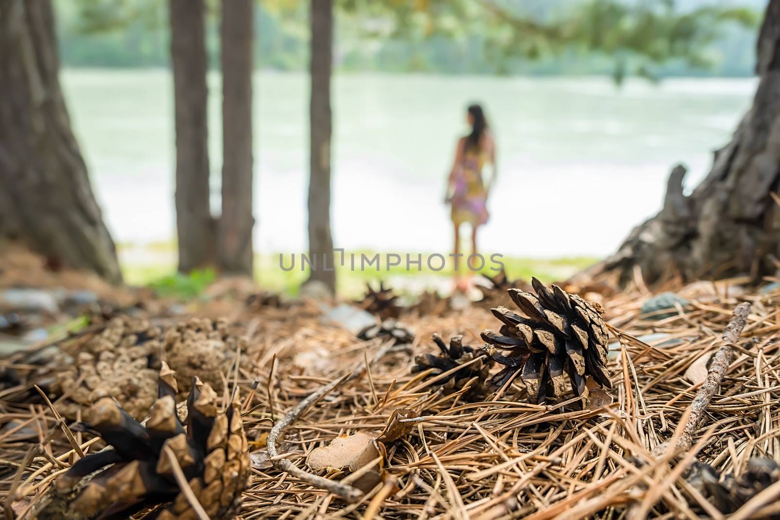 a dry pine cone lies against the silhouette of a girl by jk3030