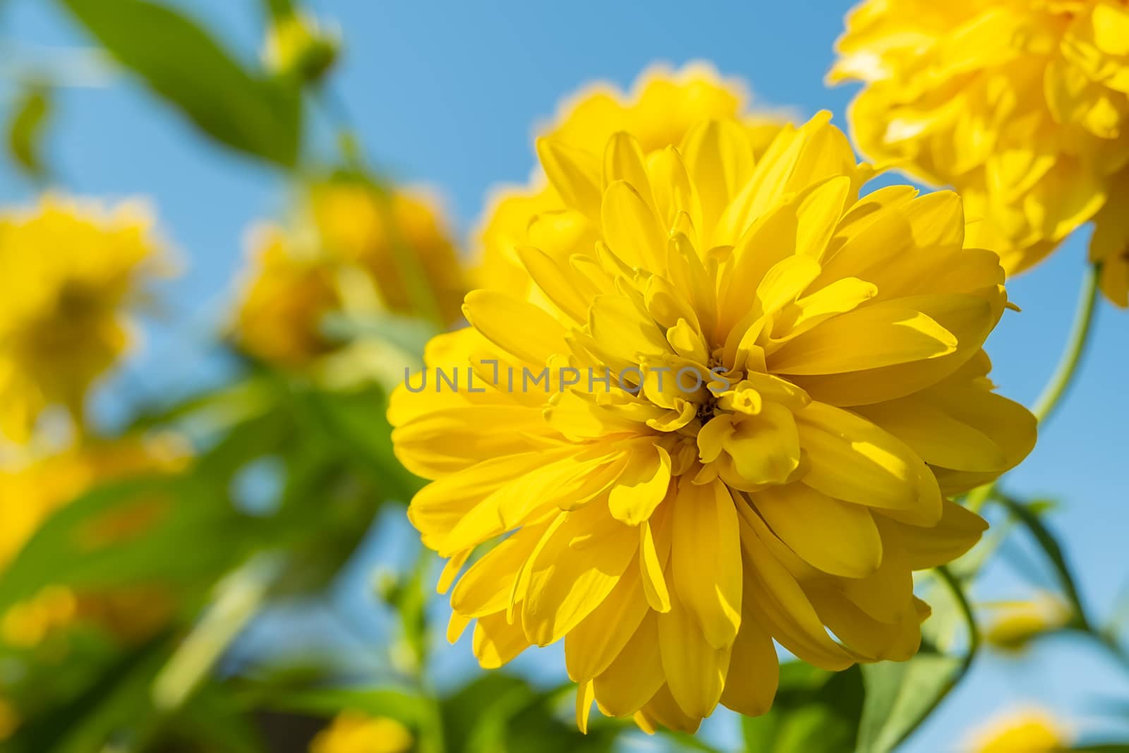 yellow Bud of rudbeckia "Golden ball" flower, Rudbeckia laciniata hortensia on a background of green leaves and blue sky