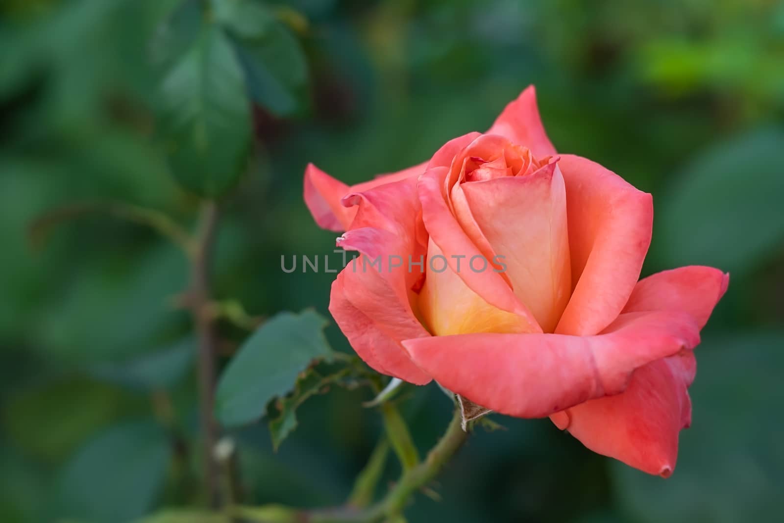 close-up, flower, rosebud of scarlet color on the background of green leaves in the garden