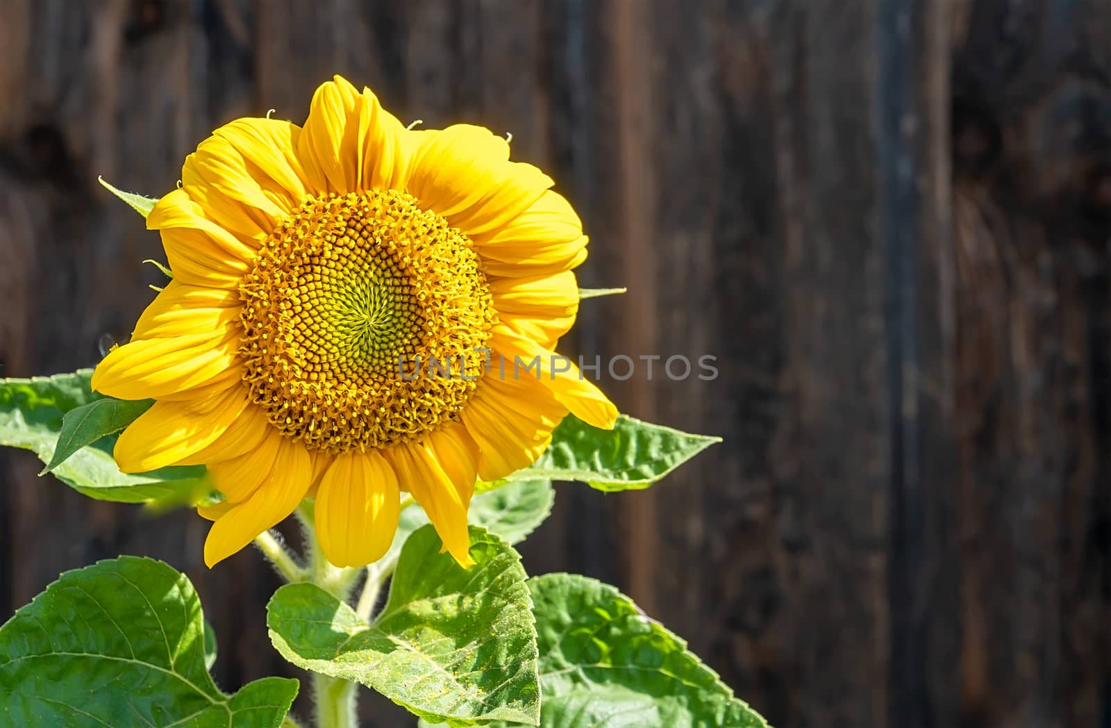 yellow sunflower flower against a brown wooden wall by jk3030