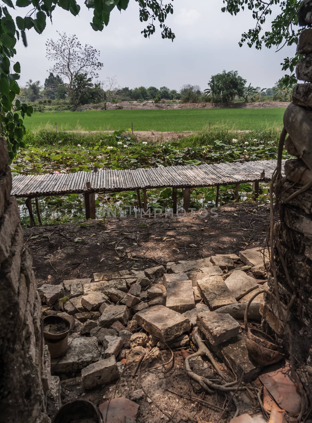 Bamboo bridge in the white lotus field Looking through the old red brick walls. No focus, specifically.