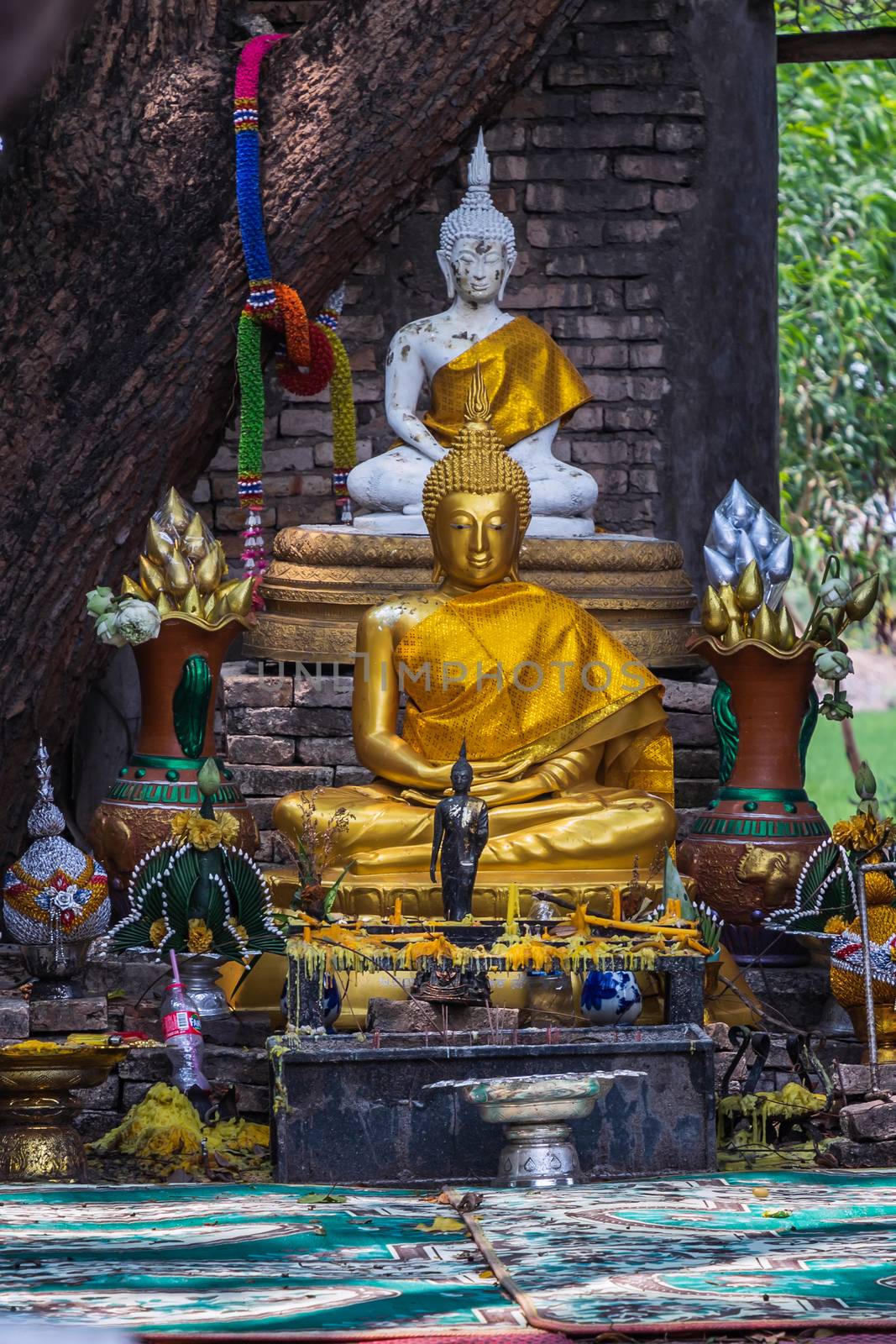 Nakhon Nayok, Thailand - Mar 21, 2020 : Many big tree roots covering The ancient church without roof inside there is a Buddha statue at The ancient of a 200 year old church. Wat Pah Krathum. Selective focus.