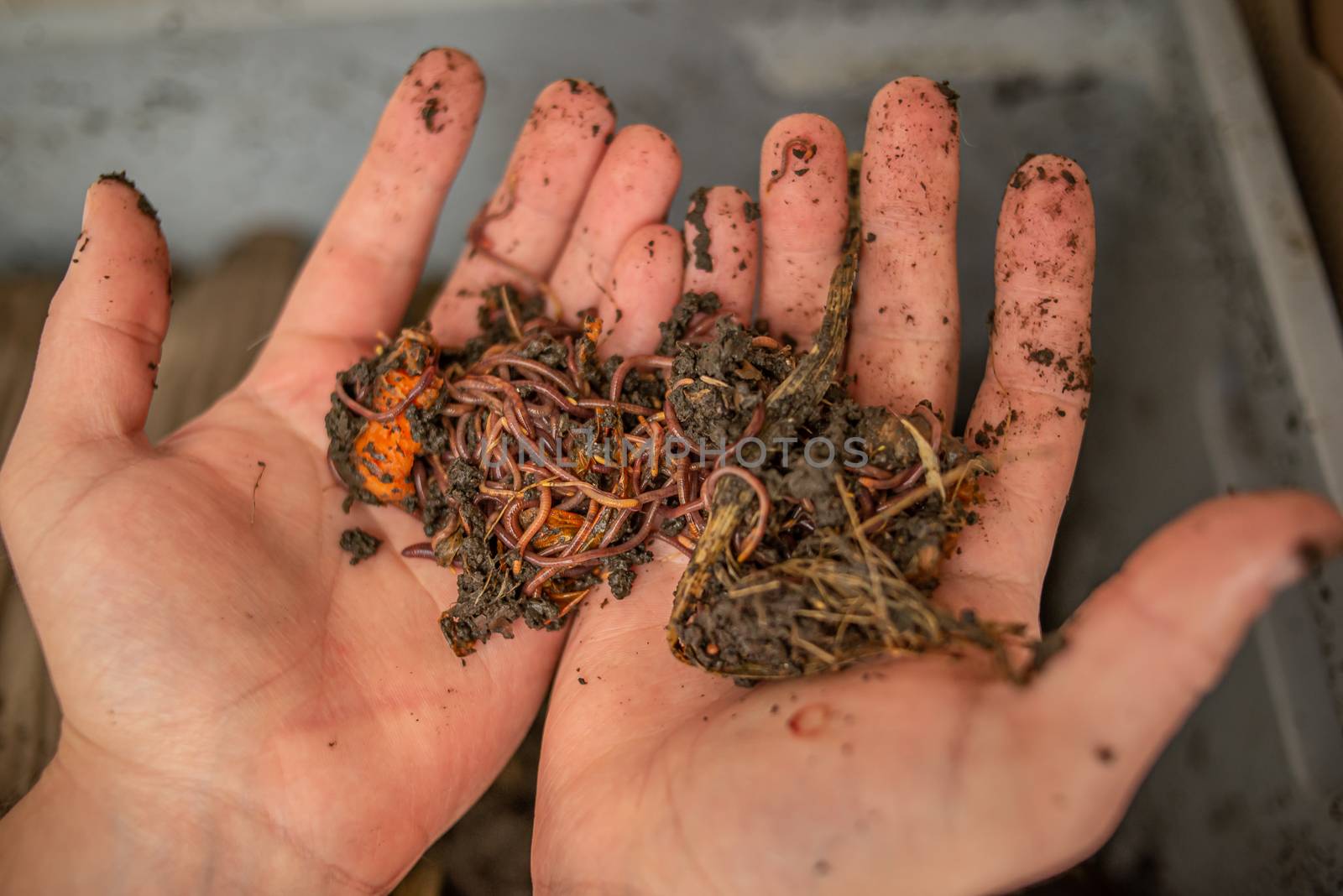 Hands show household compost worms. Responsible waste disposal concept by Pendleton