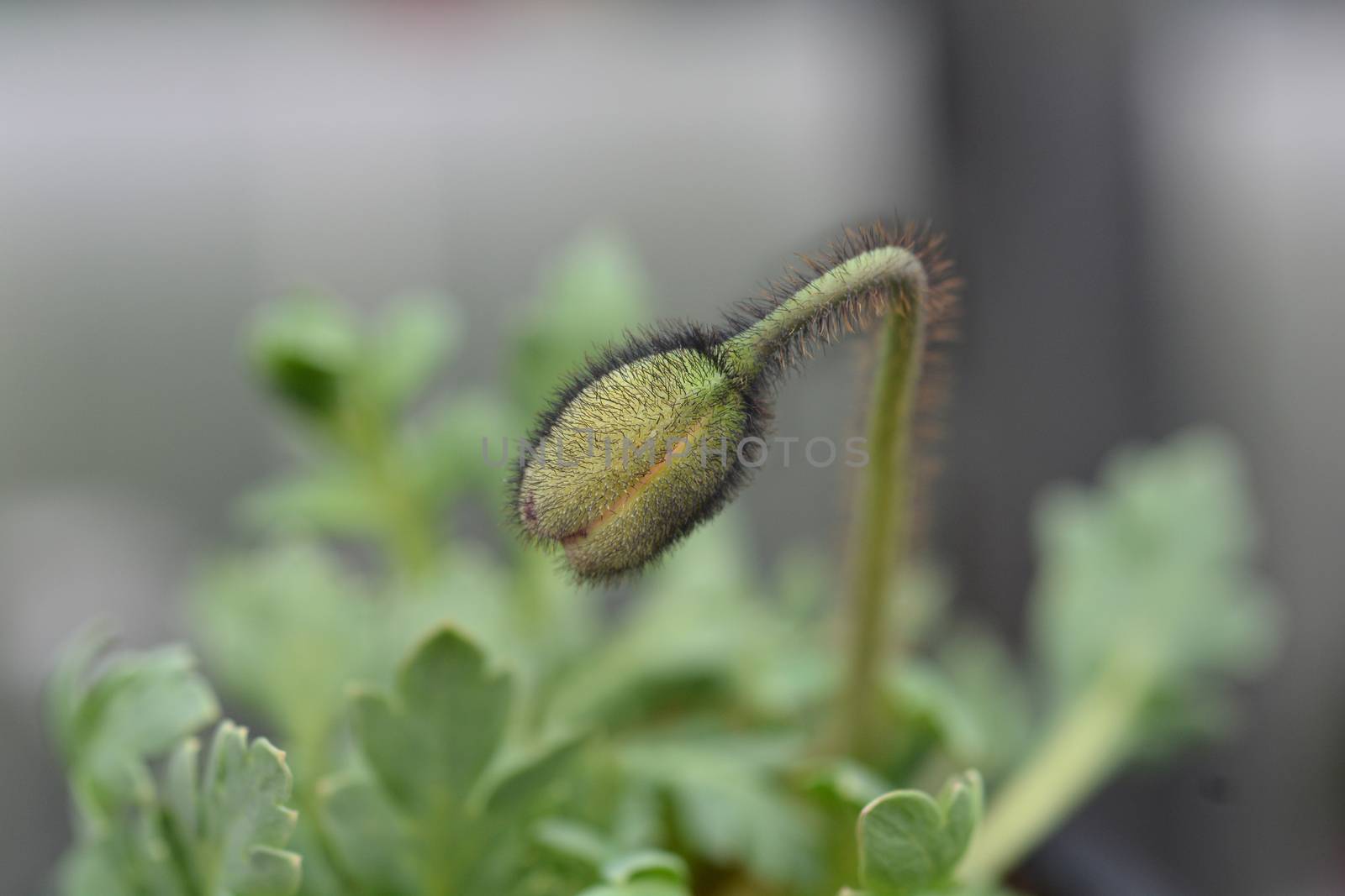 Iceland poppy flower bud - Latin name - Papaver nudicaule