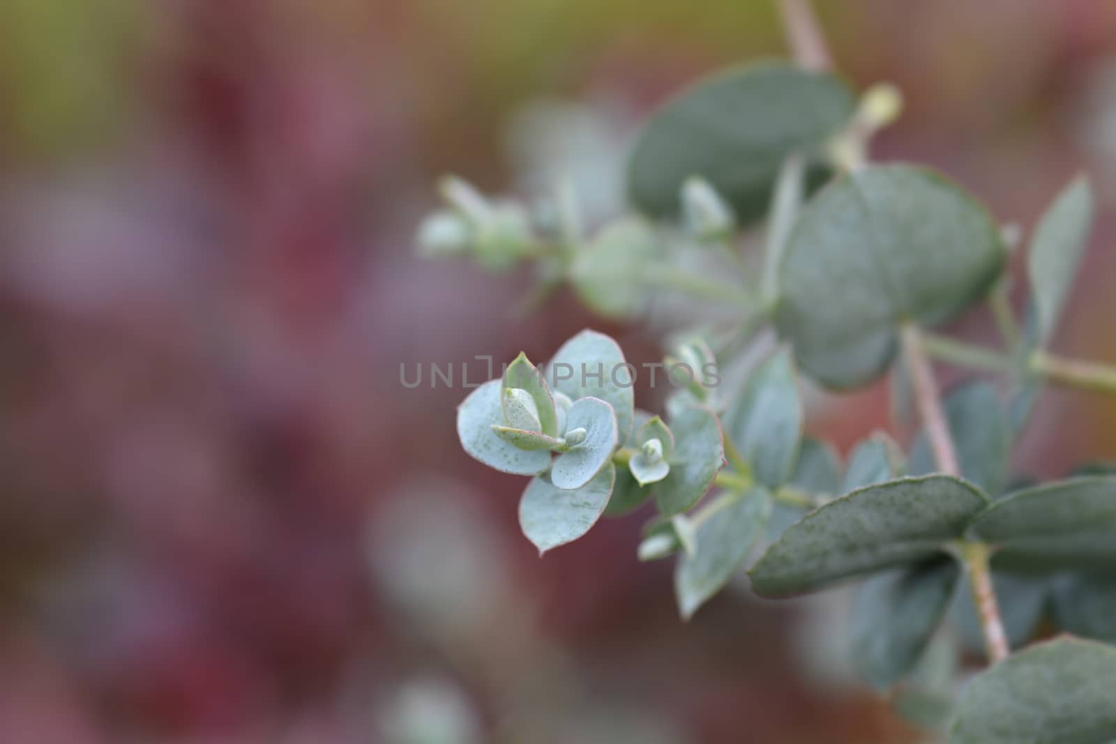 Cider gum leaves - Latin name - Eucalyptus gunnii