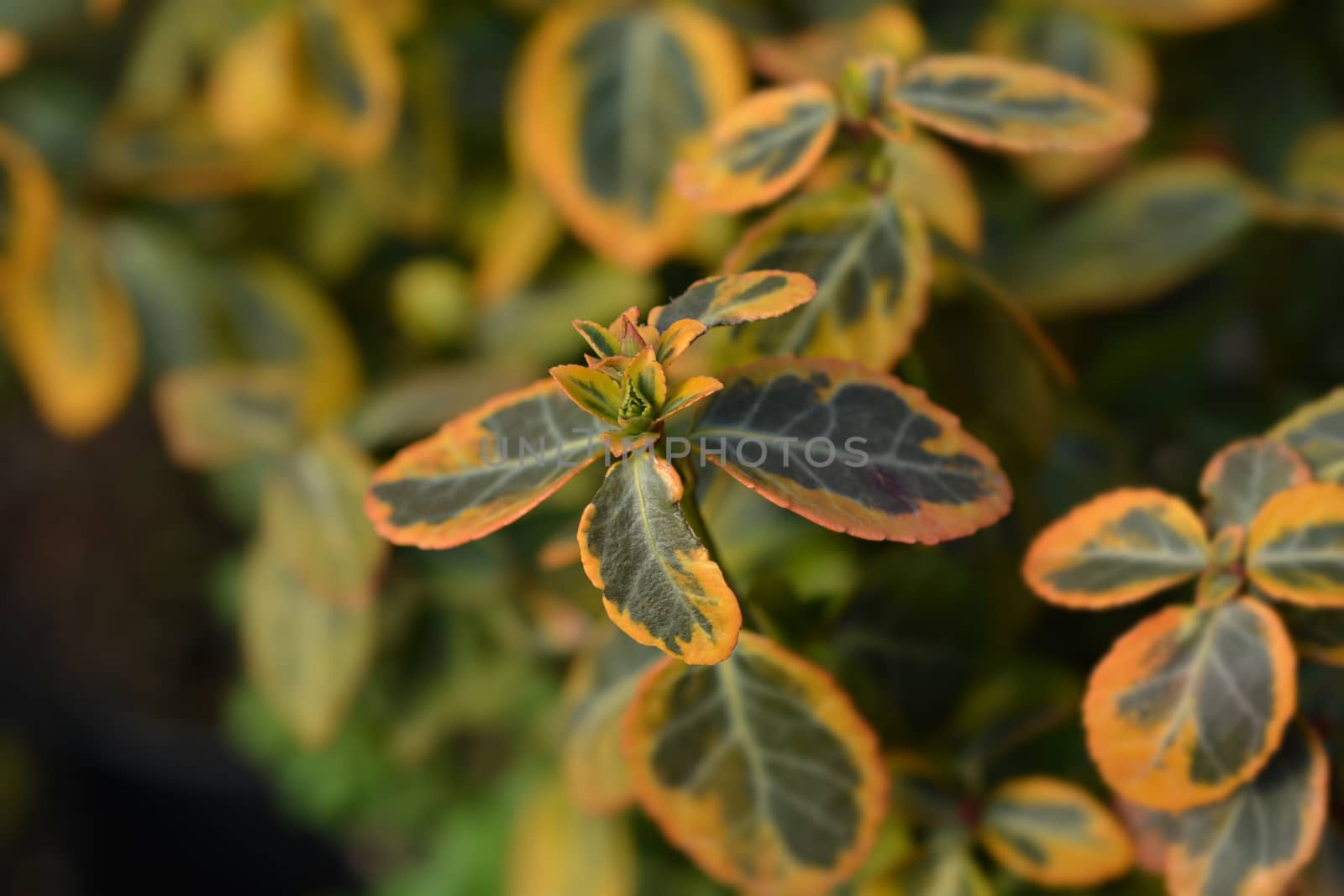 Wintercreeper Emerald and Gold - Latin name - Euonymus fortunei Emerald and Gold