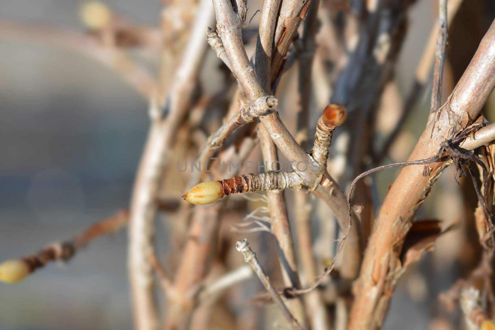 Climbing hydrangea branches with buds - Latin name - Hydrangea petiolaris (Hydrangea anomala subsp. petiolaris)