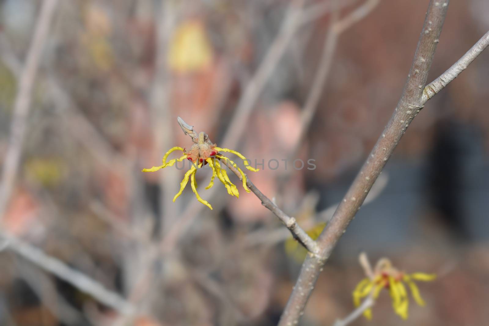 Witch Hazel Arnold Promise yellow flower - Latin name - Hamamelis * intermedia Arnold Promise