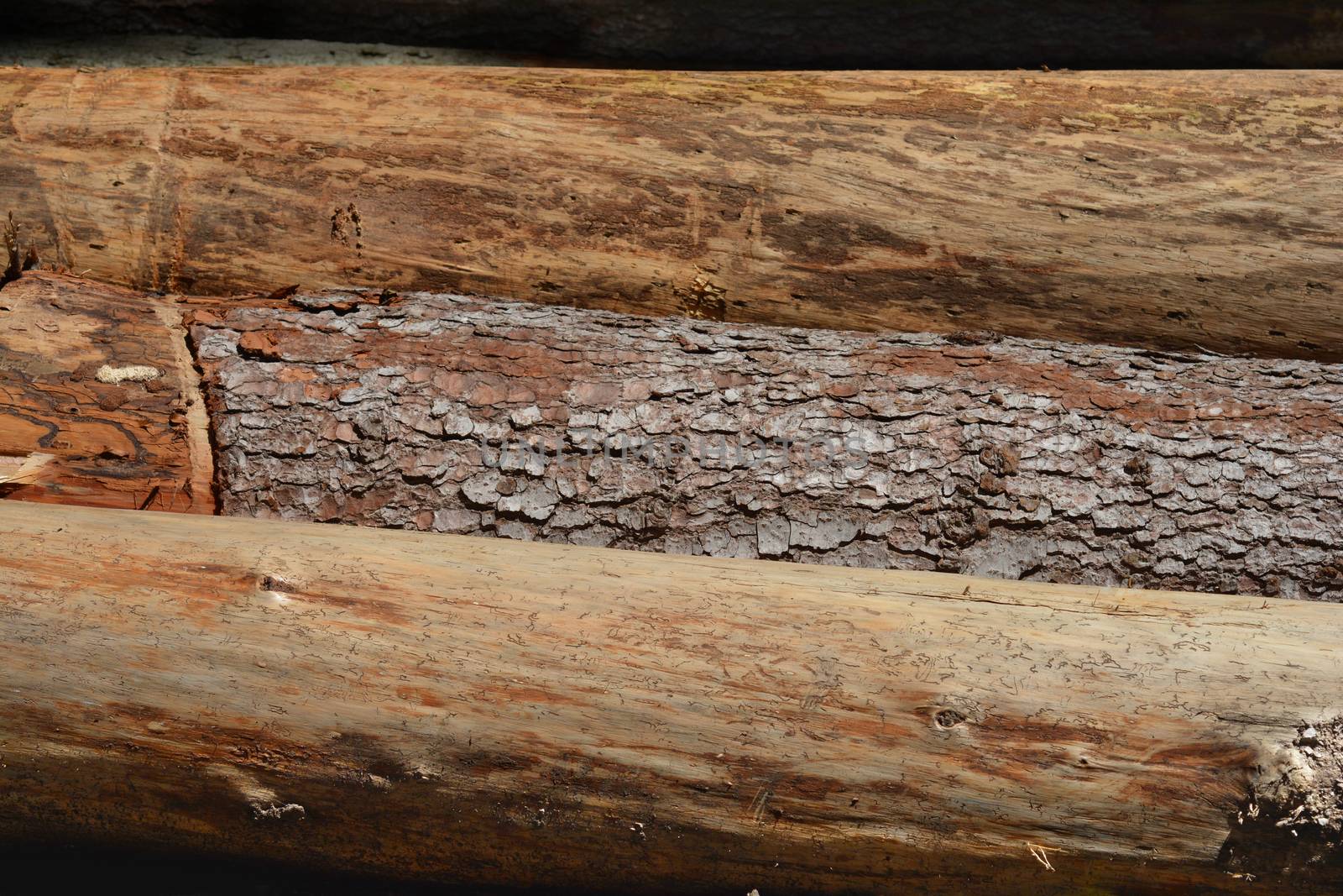 Detail of cut tree trunks with and without bark