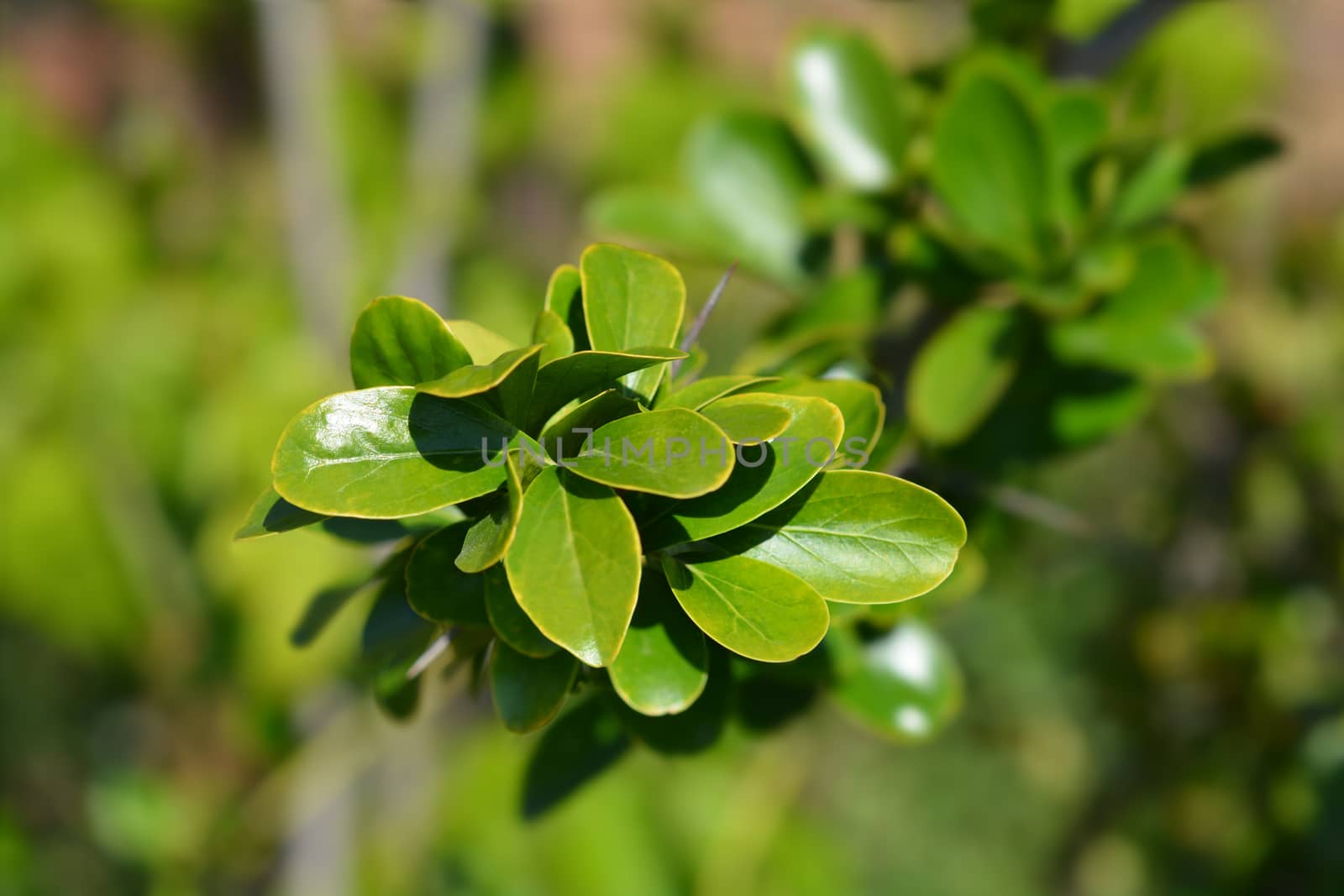 Kei apple leaves - Latin name - Dovyalis caffra