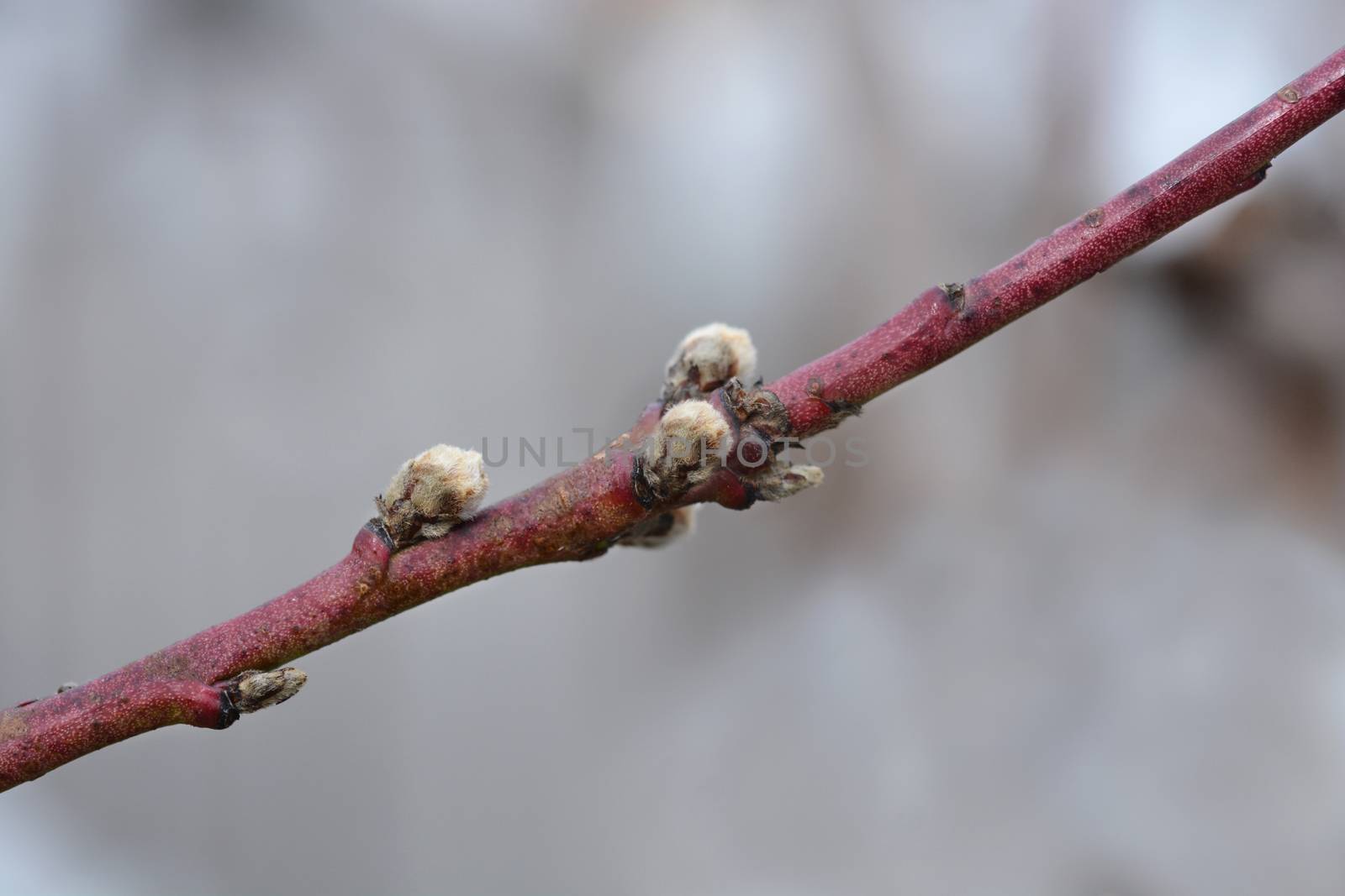 Springcrest Peach branch with buds - Latin name - Prunus persica Springcrest