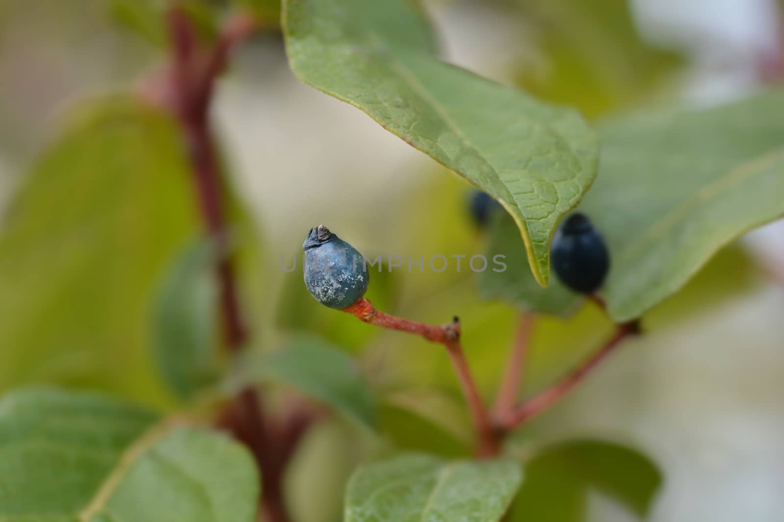 Laurustinus berries - Latin name - Viburnum tinus