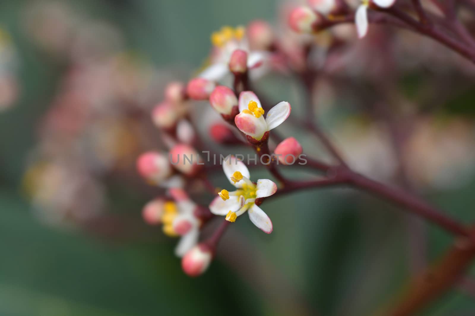 Skimmia Rubella flowers - Latin name - Skimmia japonica Rubella