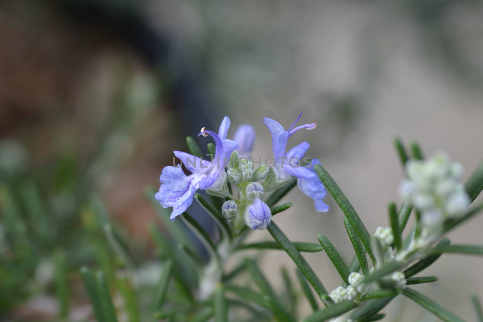 Rosemary flower - Latin name - Rosmarinus officinalis