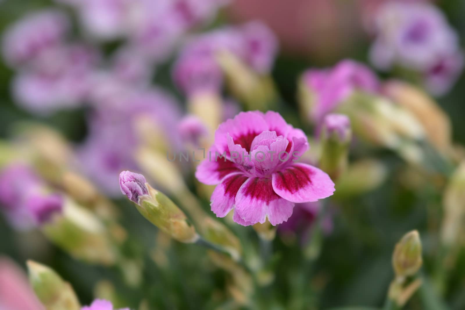 Carnation Pink Kisses - Latin name - Dianthus Pink Kisses