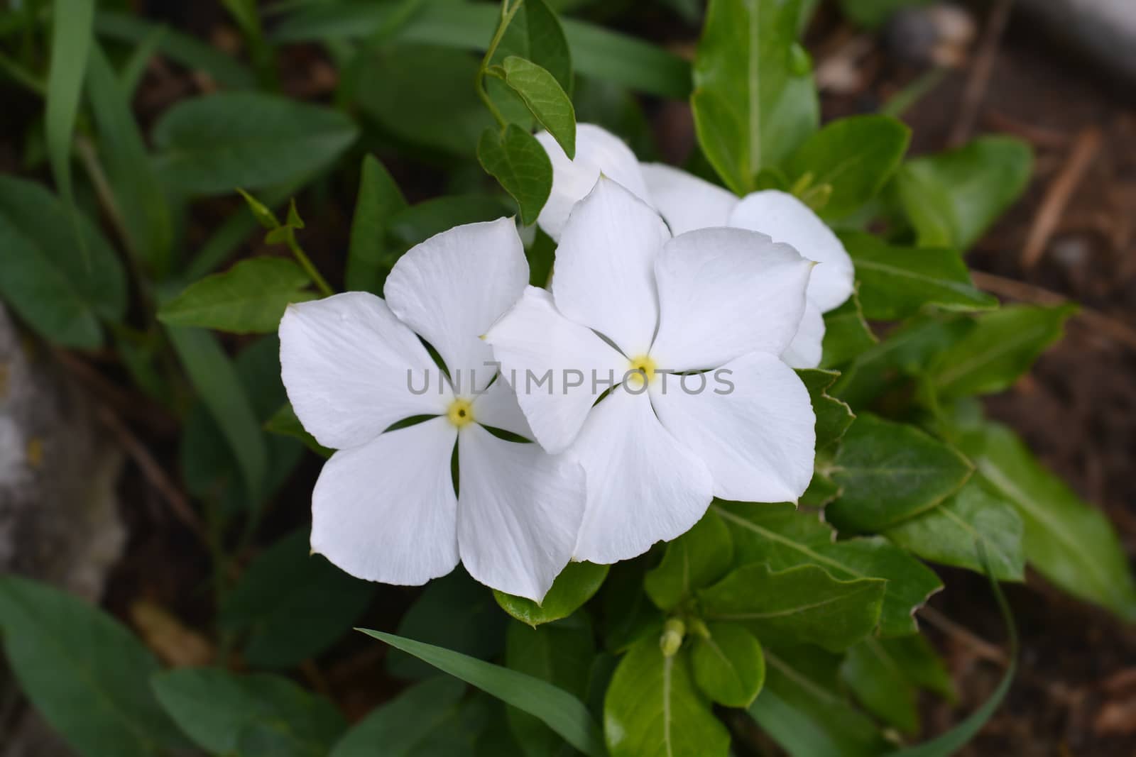 White Madagascar rosy periwinkle - Latin name - Catharanthus roseus (Vinca rosea)