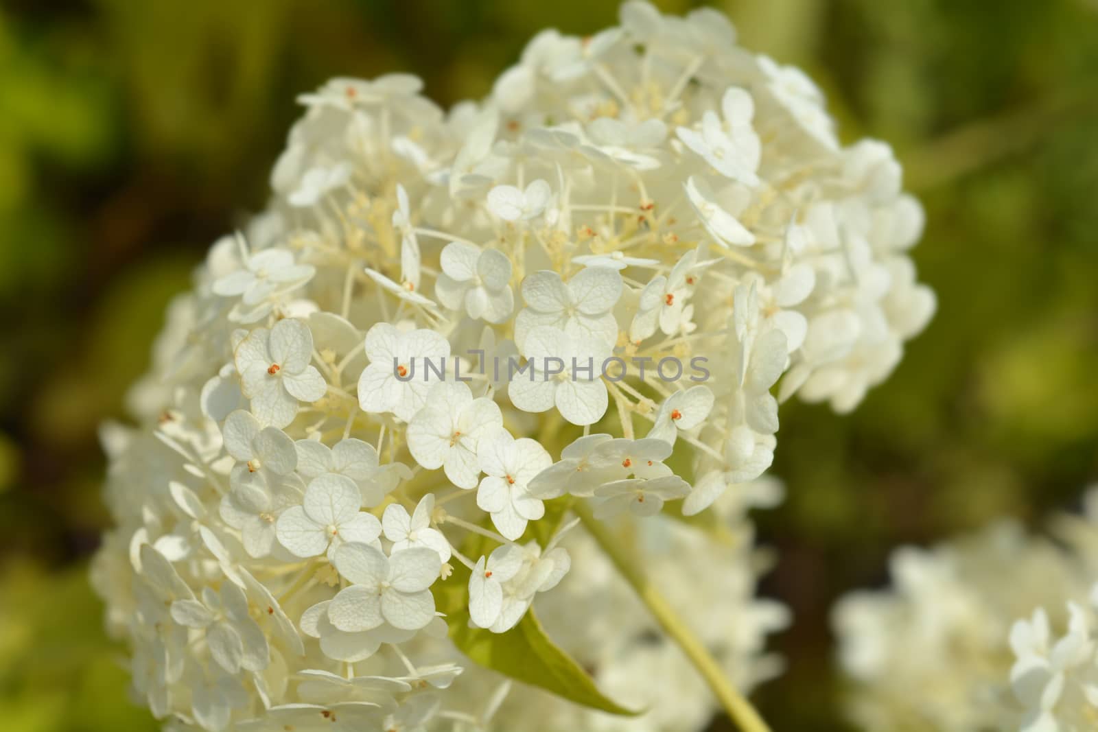 Smooth hydrangea Annabelle flower - Latin name - Hydrangea arborescens Annabelle