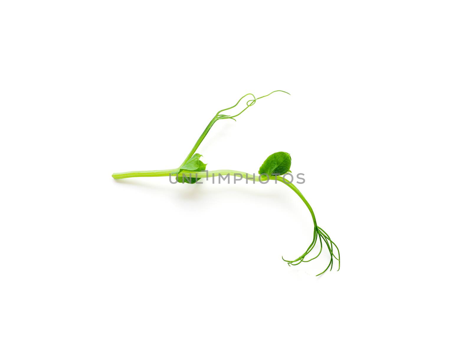 Micro greens - sprouts peas isolated on white background. Top view or flat lay.