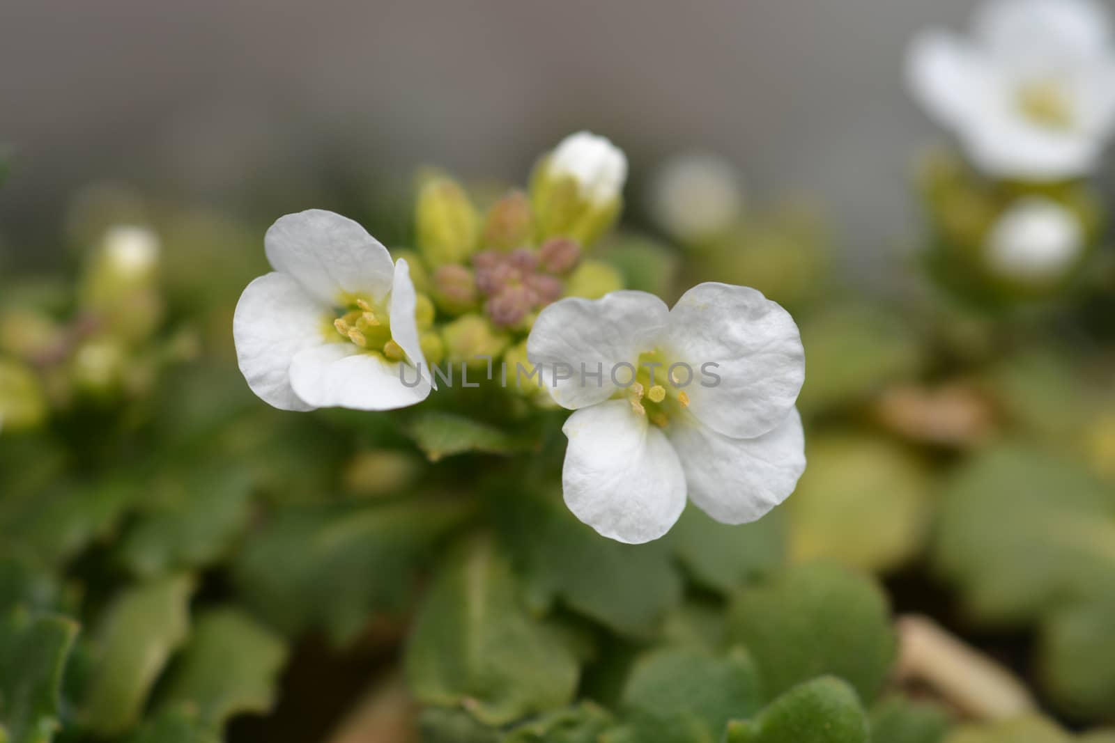 Mountain rock cress Schneehaube - Latin name - Arabis alpina subsp. caucasica Schneehaube (Arabis alpina Snowcap)