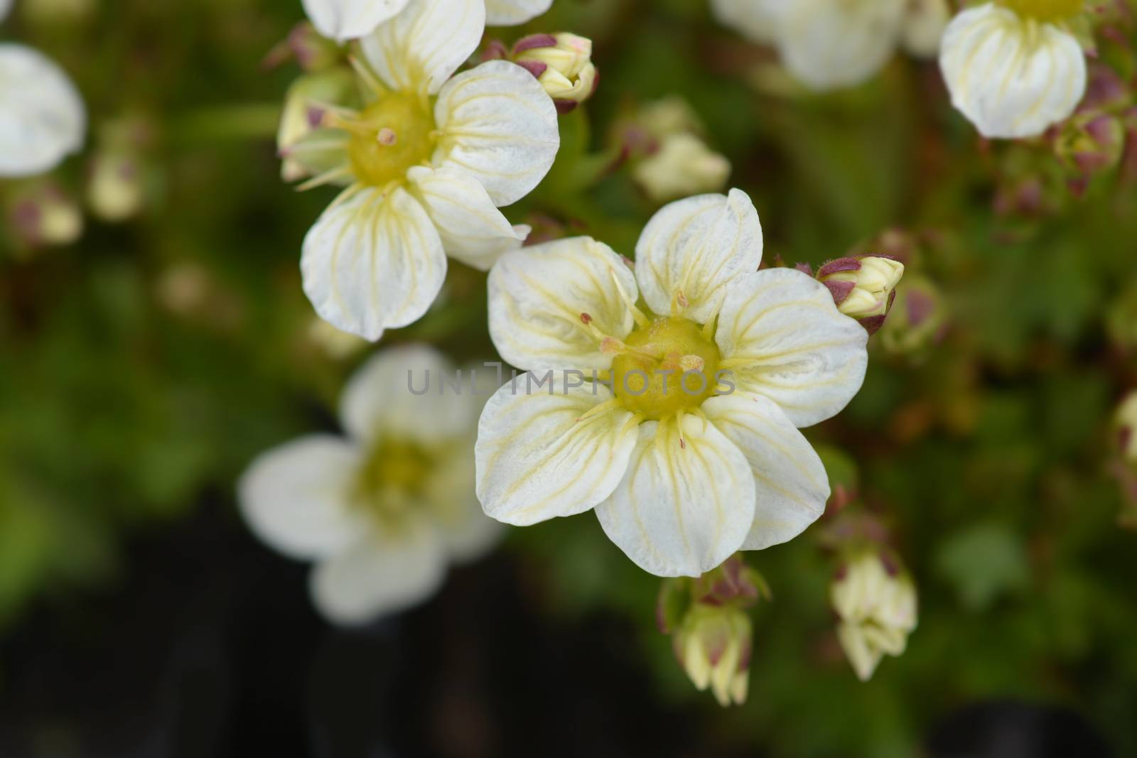 Saxifrage Snow Carpet - Latin name - Saxifraga x arendsii Schneeteppich