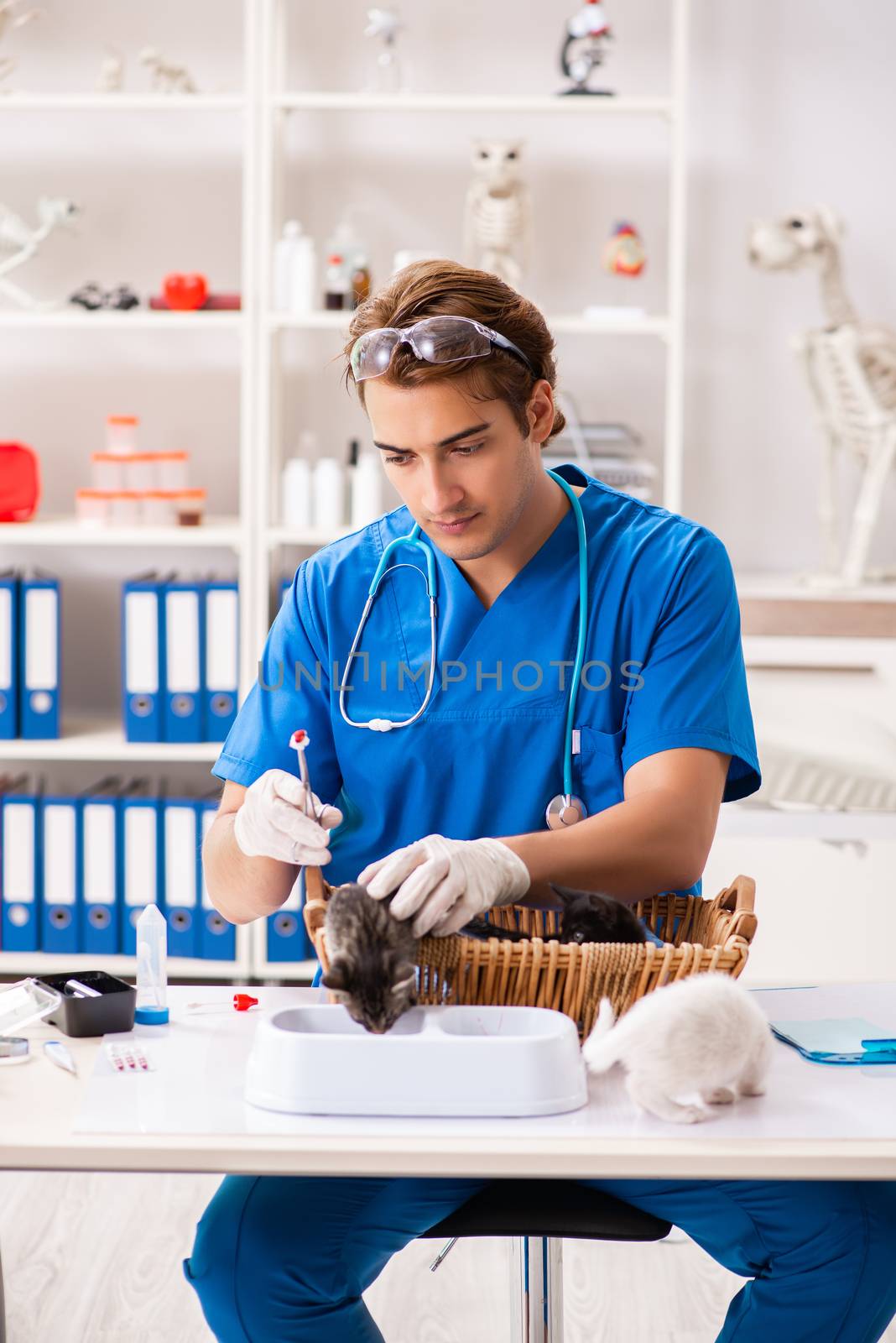 Vet doctor examining kittens in animal hospital