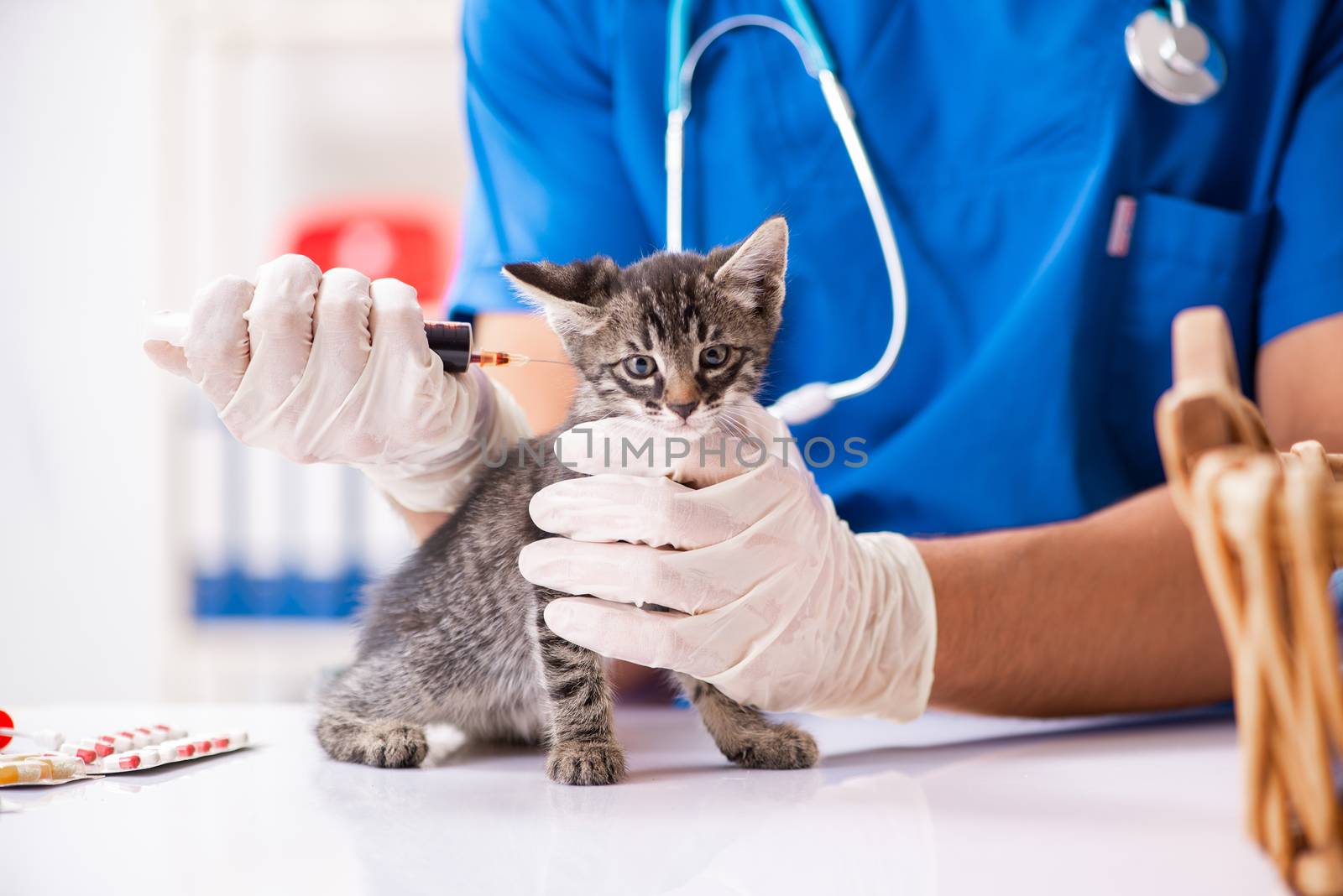 Vet doctor examining kittens in animal hospital