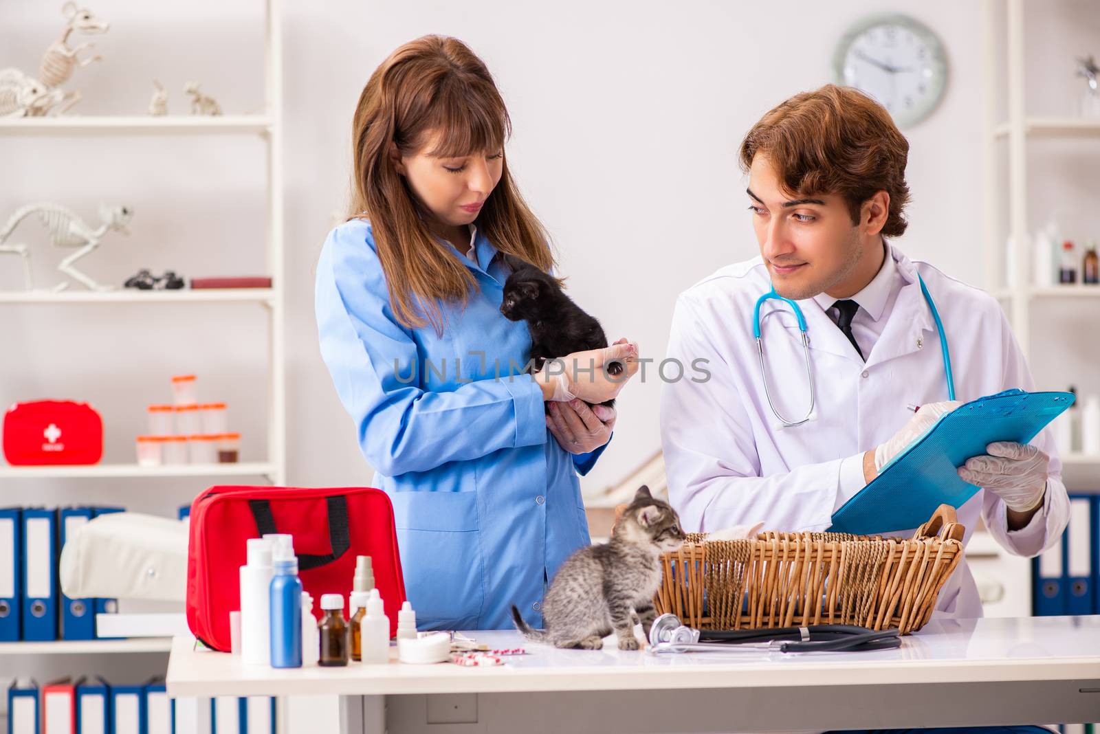 Doctor and assistant in vet clinic checking up kitten
