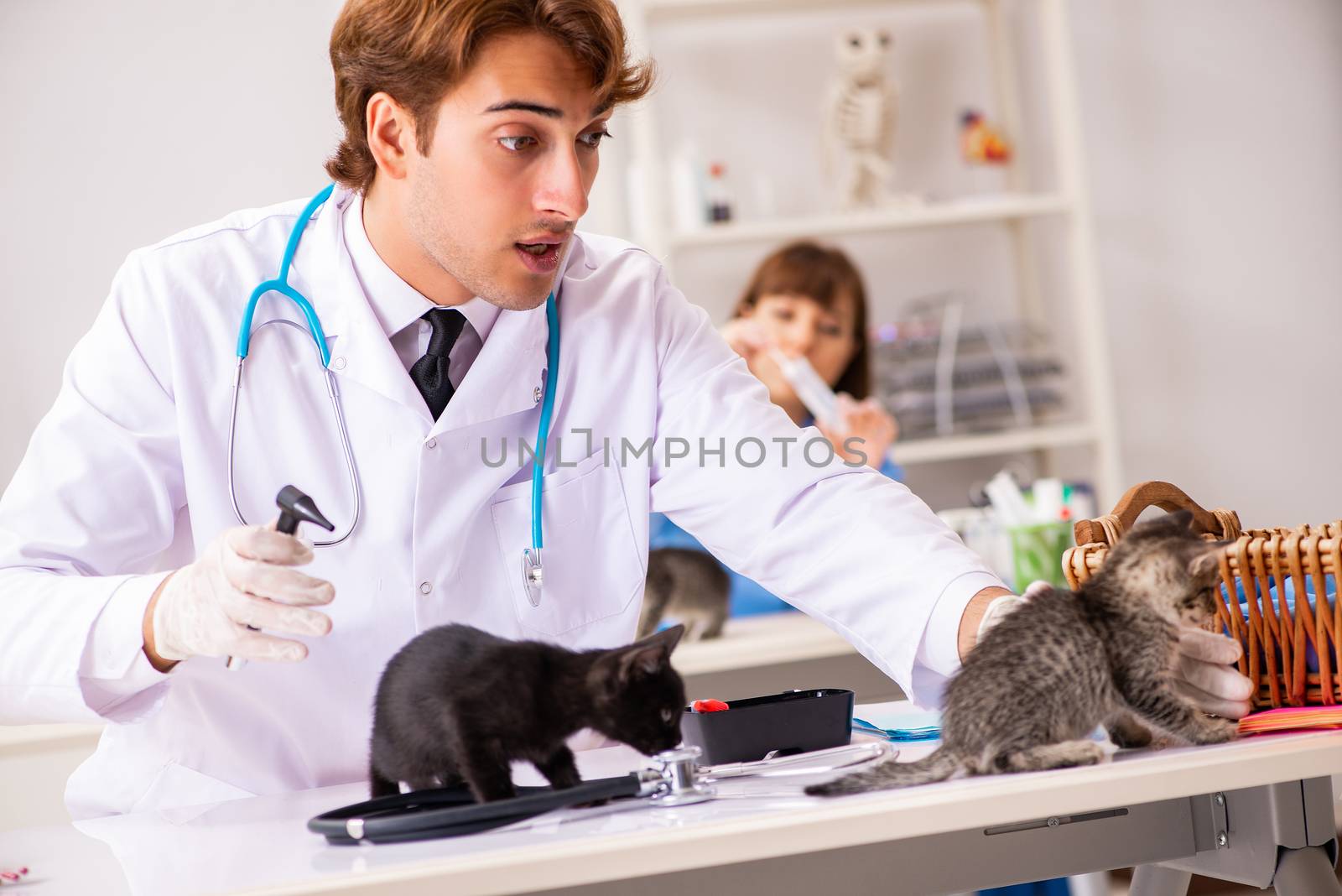 Doctor and assistant in vet clinic checking up kitten