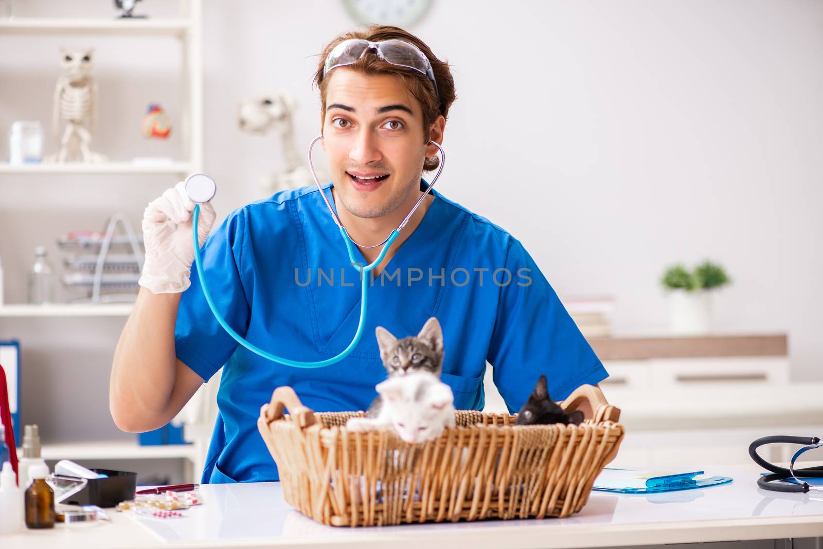 Vet doctor examining kittens in animal hospital