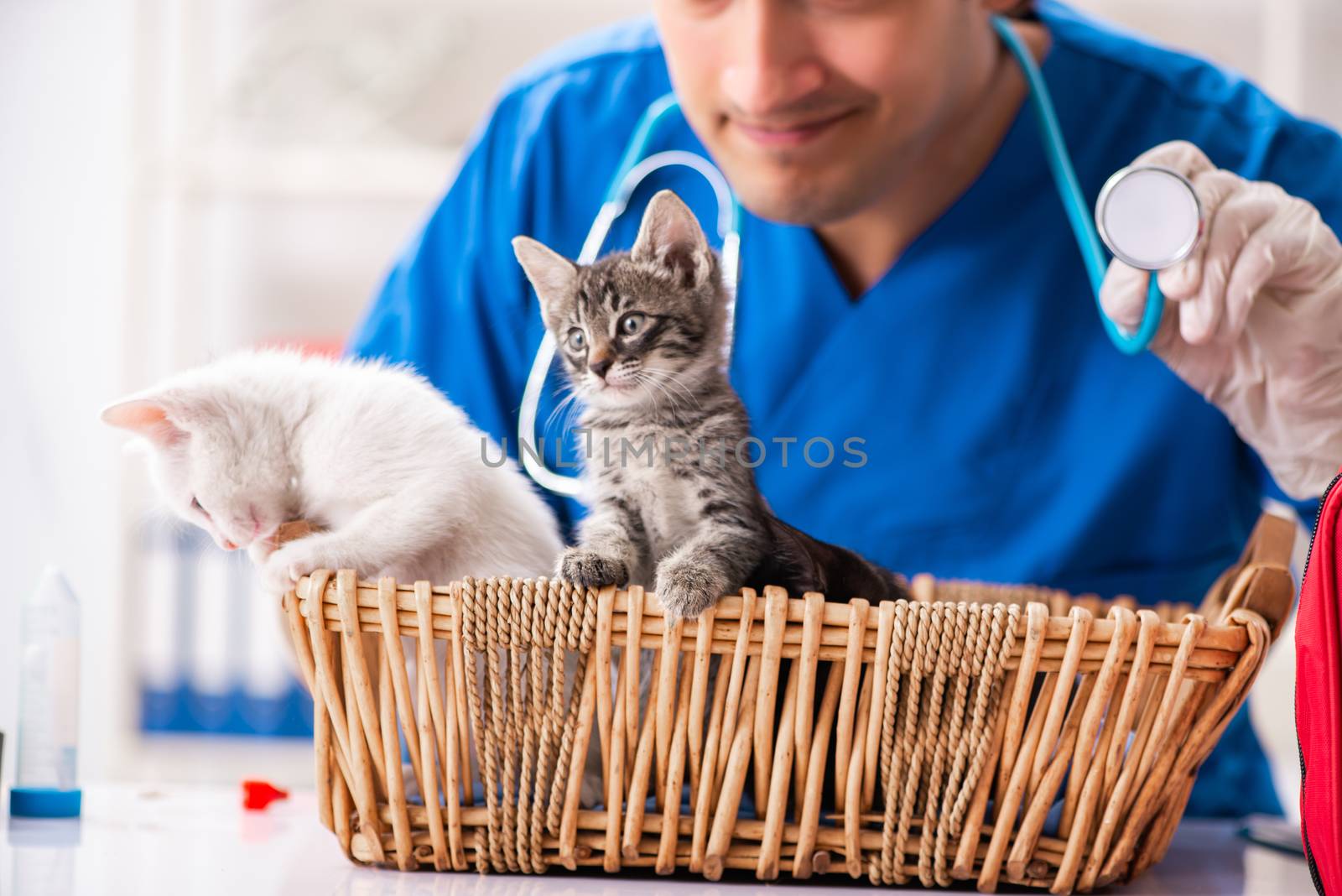 Vet doctor examining kittens in animal hospital
