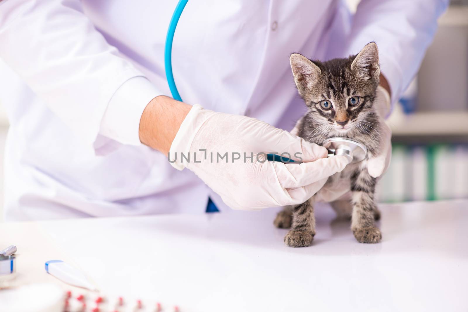 Doctor and assistant in vet clinic checking up kitten