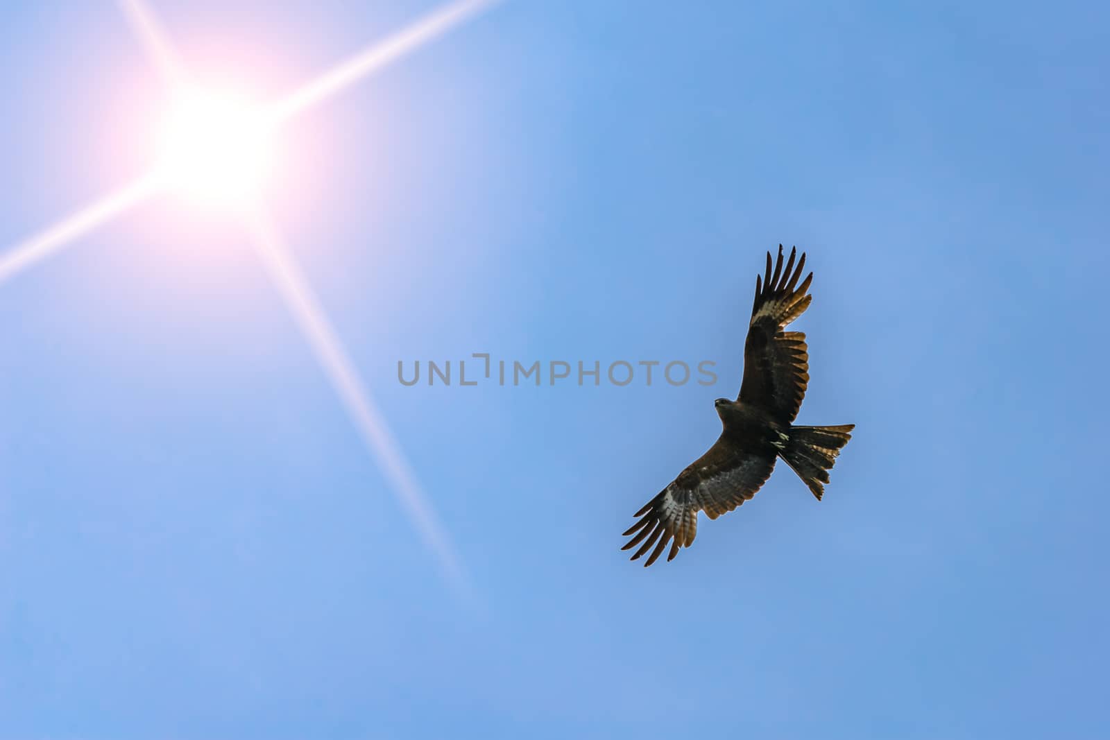 Desert eagle soars in the sky against the background of a clear sky and a bright sun in search of prey