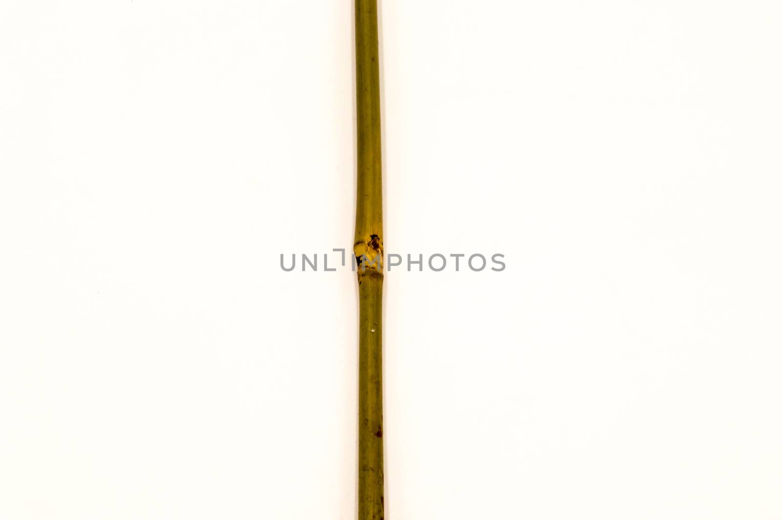 a dry bamboo with a knot  by Philou1000