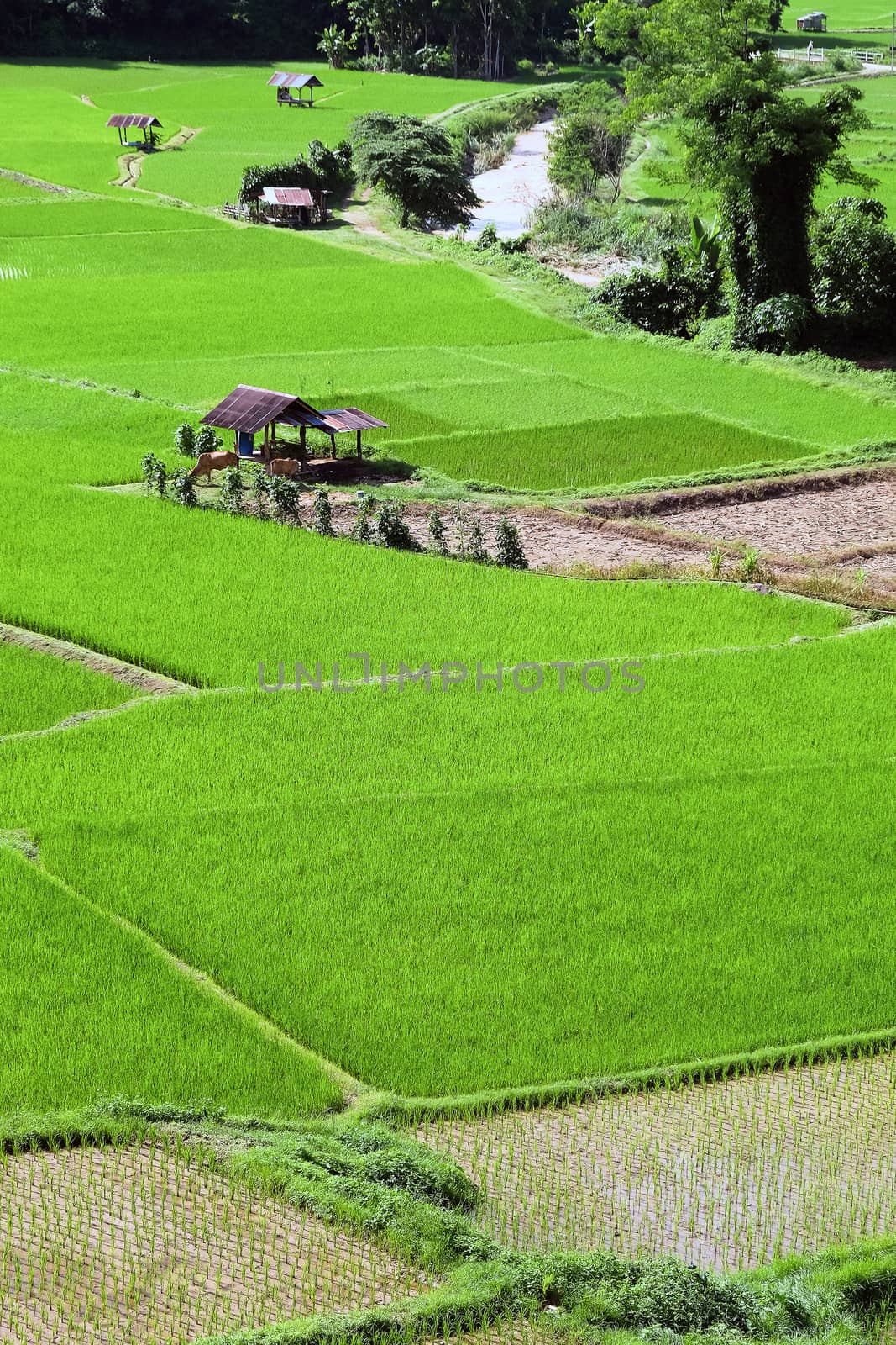 Landscape view of green Rice field by ponsulak