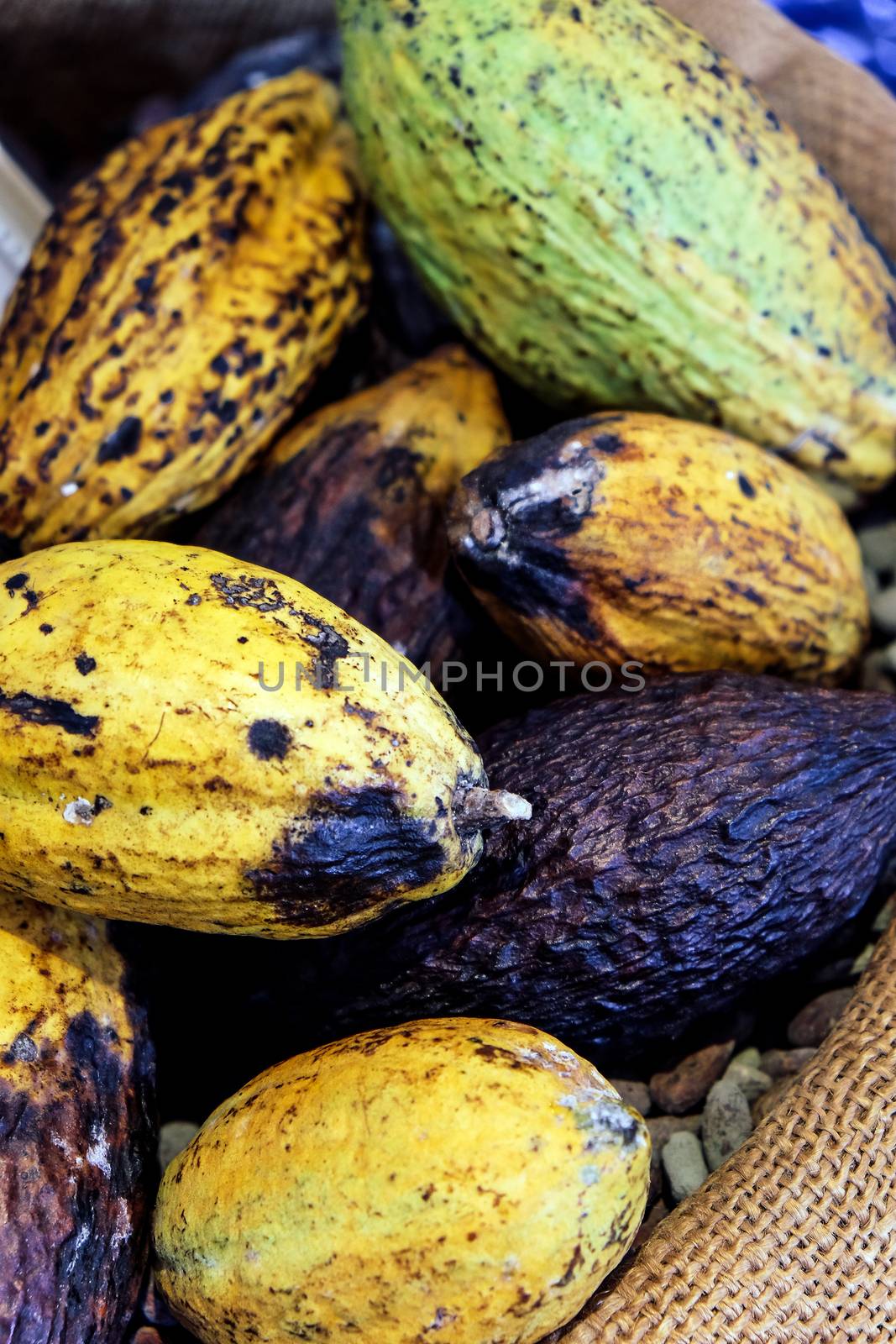 Image of Cocoa pods background by ponsulak