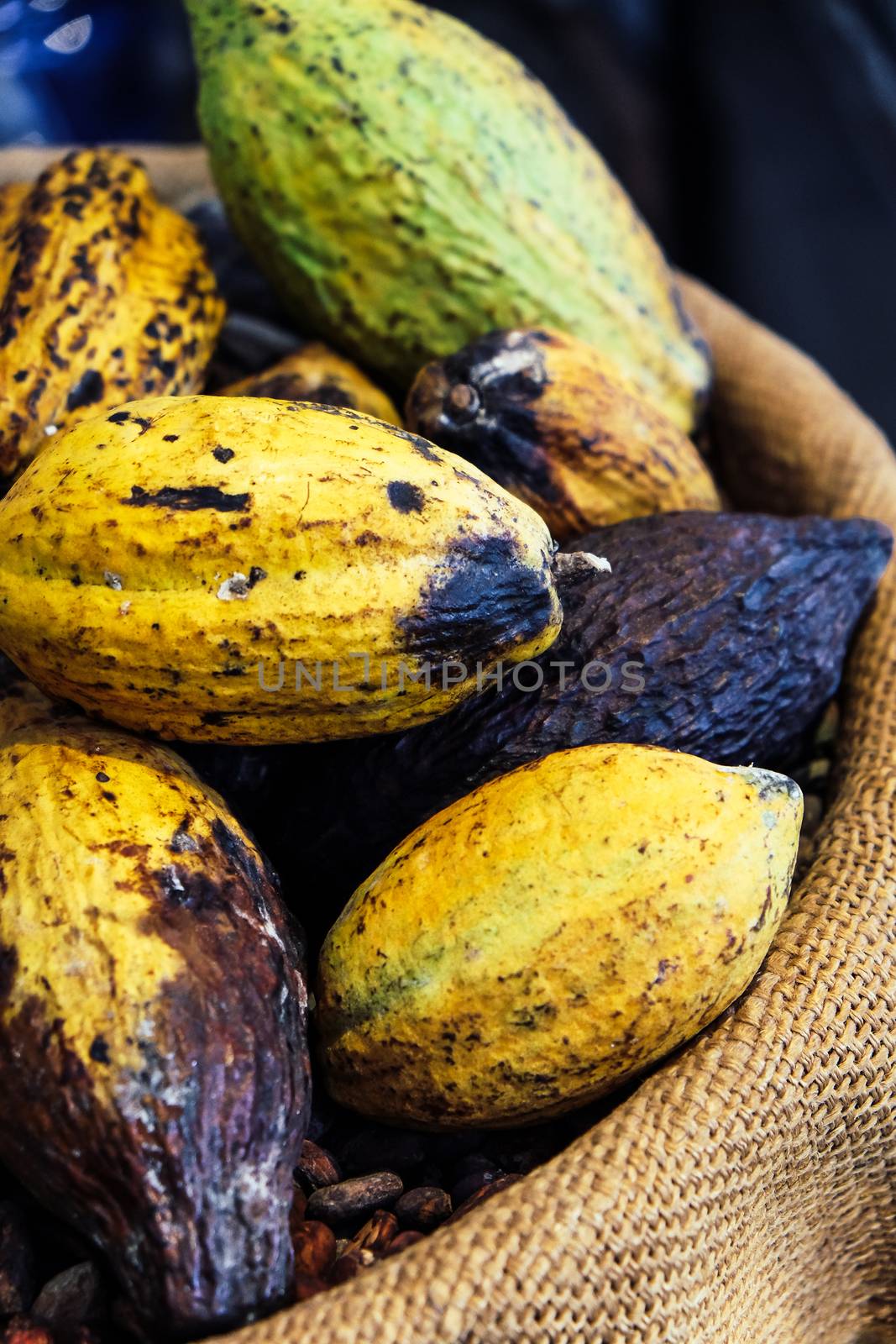 Cocoa pods background by ponsulak