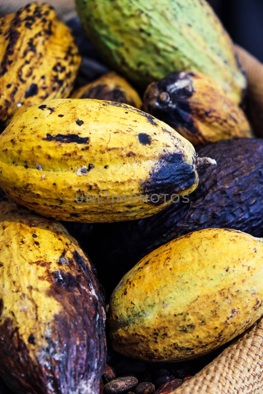 Cocoa pods background by ponsulak