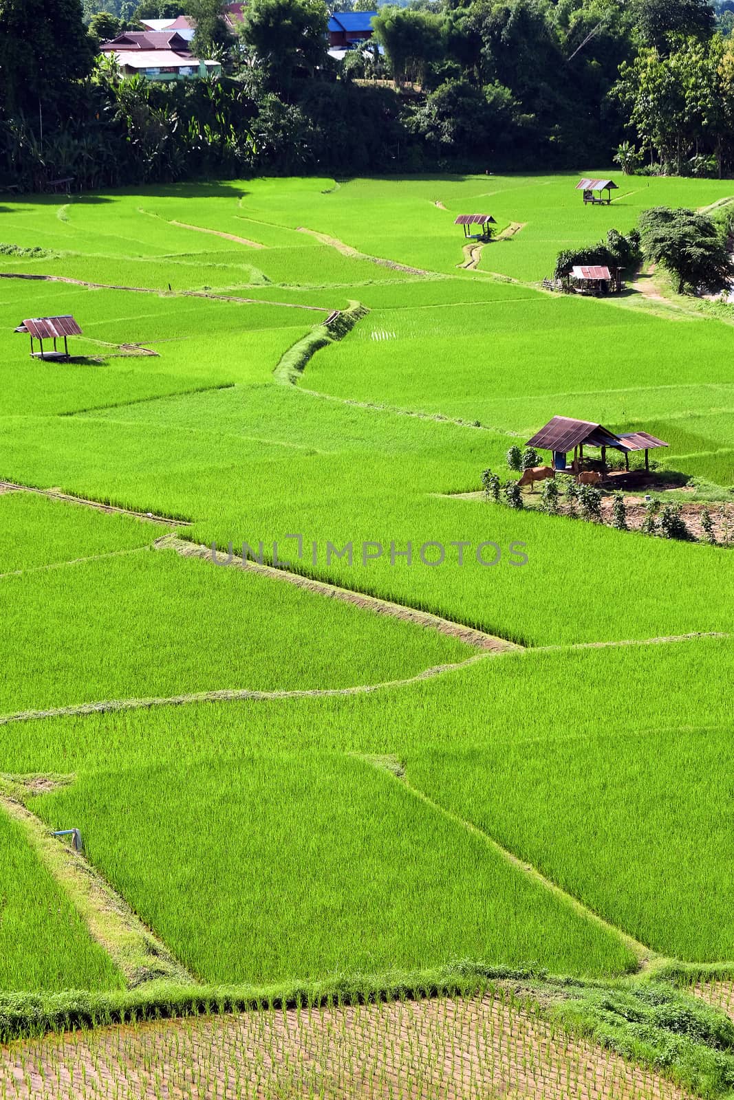 Landscape view of green Rice field by ponsulak