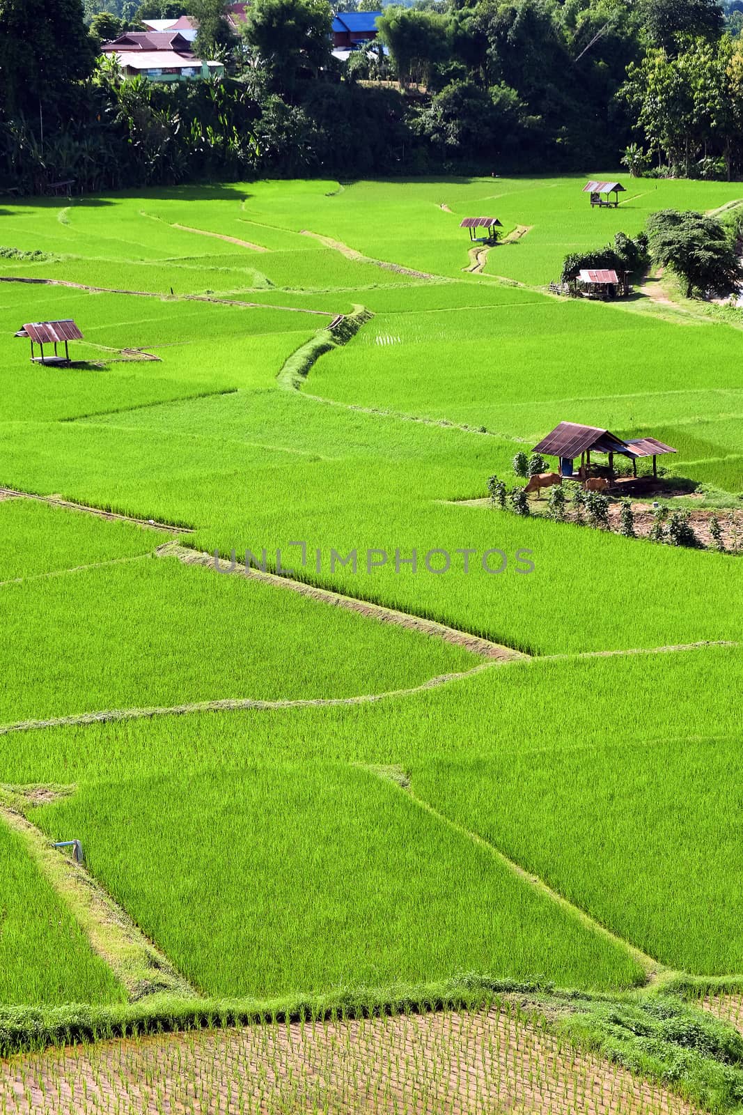 Landscape view of green Rice field in Pua district, Nan province, Thailand