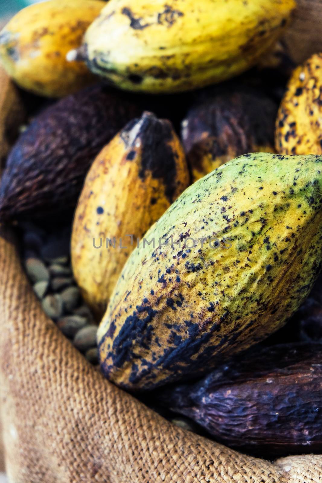 Image of Cocoa pods background