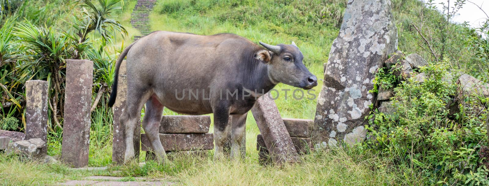 Beautiful Taiwan water buffalo walking on a stone stair steps in grassland, prairie in Taoyuan Valley, Caoling Mountain Trail over Mt. Wankengtou.